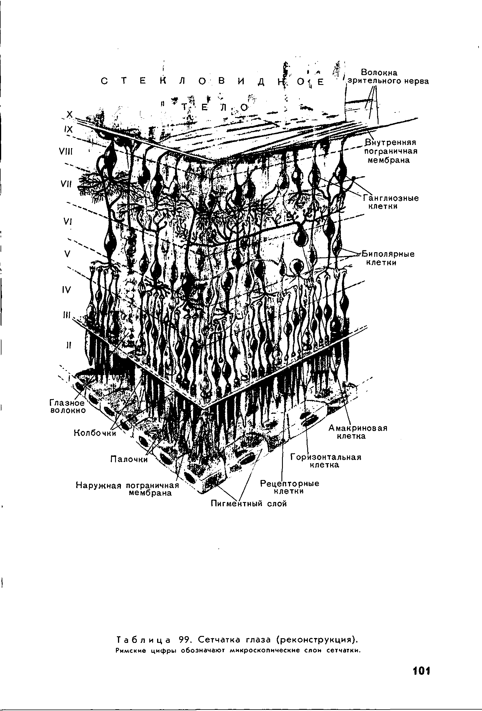 Таблица 99. Сетчатка глаза (реконструкция). Римские цифры обозначают микроскопические слои сетчатки.