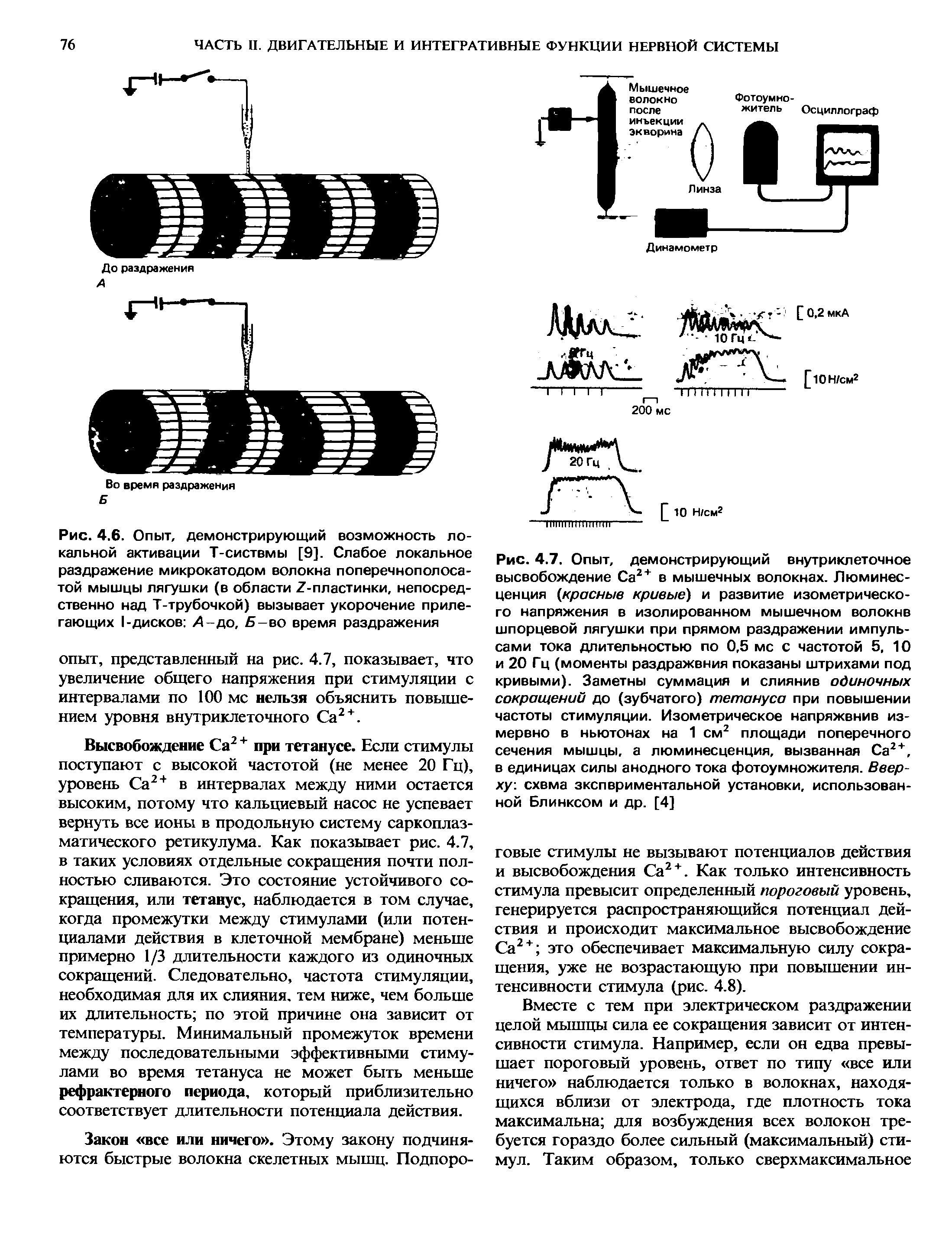 Рис. 4.6. Опыт, демонстрирующий возможность локальной активации Т-систвмы [9]. Слабое локальное раздражение микрокатодом волокна поперечнополосатой мышцы лягушки (в области /-пластинки, непосредственно над Т-трубочкой) вызывает укорочение прилегающих I-дисков Л-до, Б-во время раздражения...