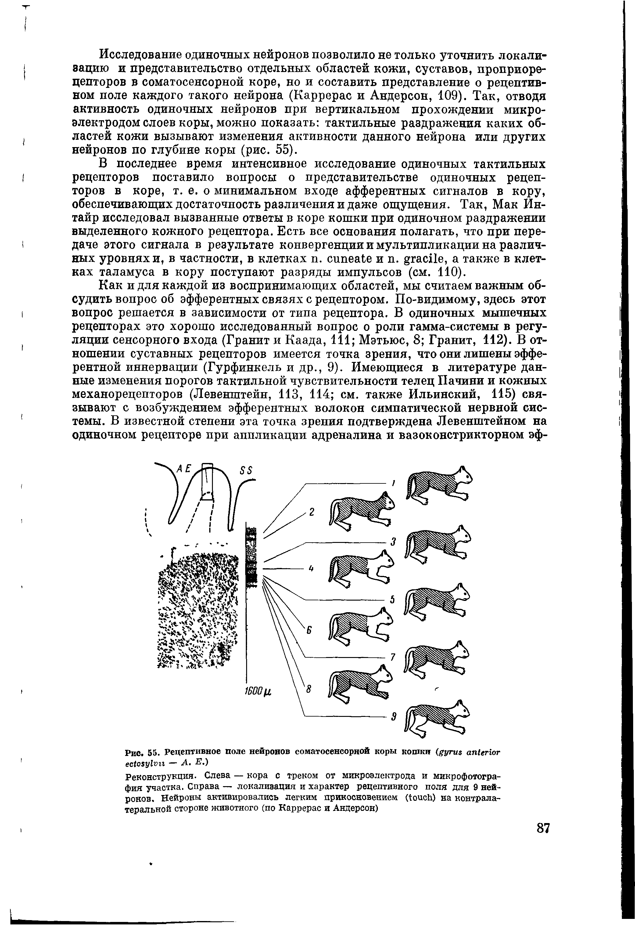 Рис. 55. Рецептивное поле нейронов соматосенсорной коры кошки ( — А. Е.)...