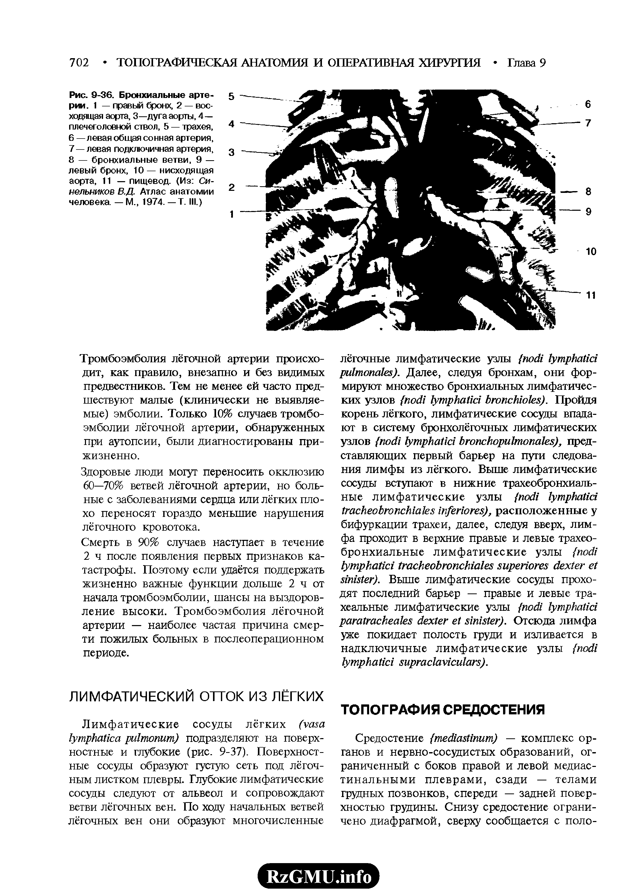 Рис. 9-36. Бронхиальные артерии. 1 — правый бронх, 2 — восходящая аорта, 3—дуга аорты, 4— плечеголовной ствол, 5 — трахея,...