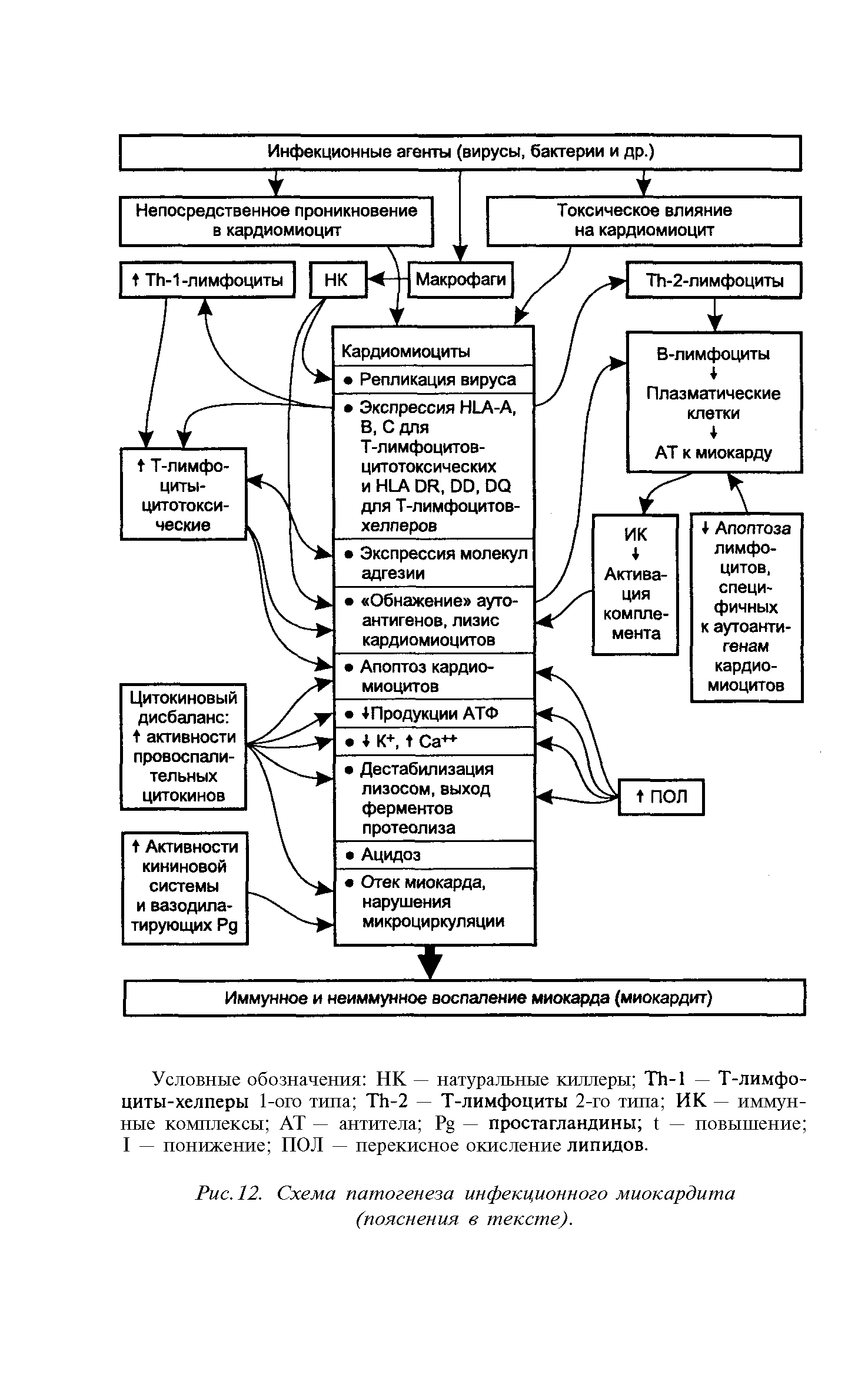 Рис. 12. Схема патогенеза инфекционного миокардита (пояснения в тексте).