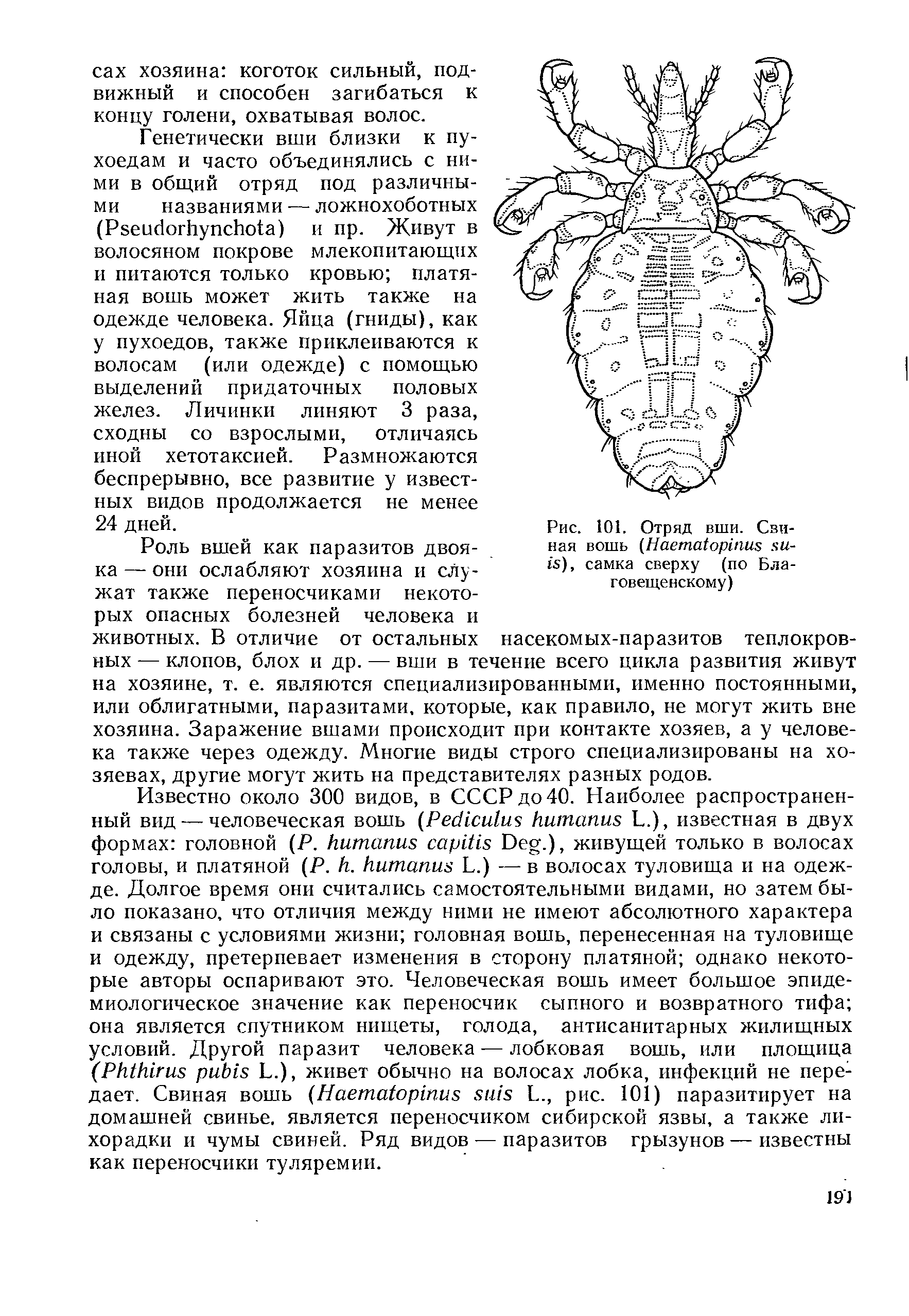 Рис. 101. Отряд вши. Свиная вошь (H ), самка сверху (по Благовещенскому)...