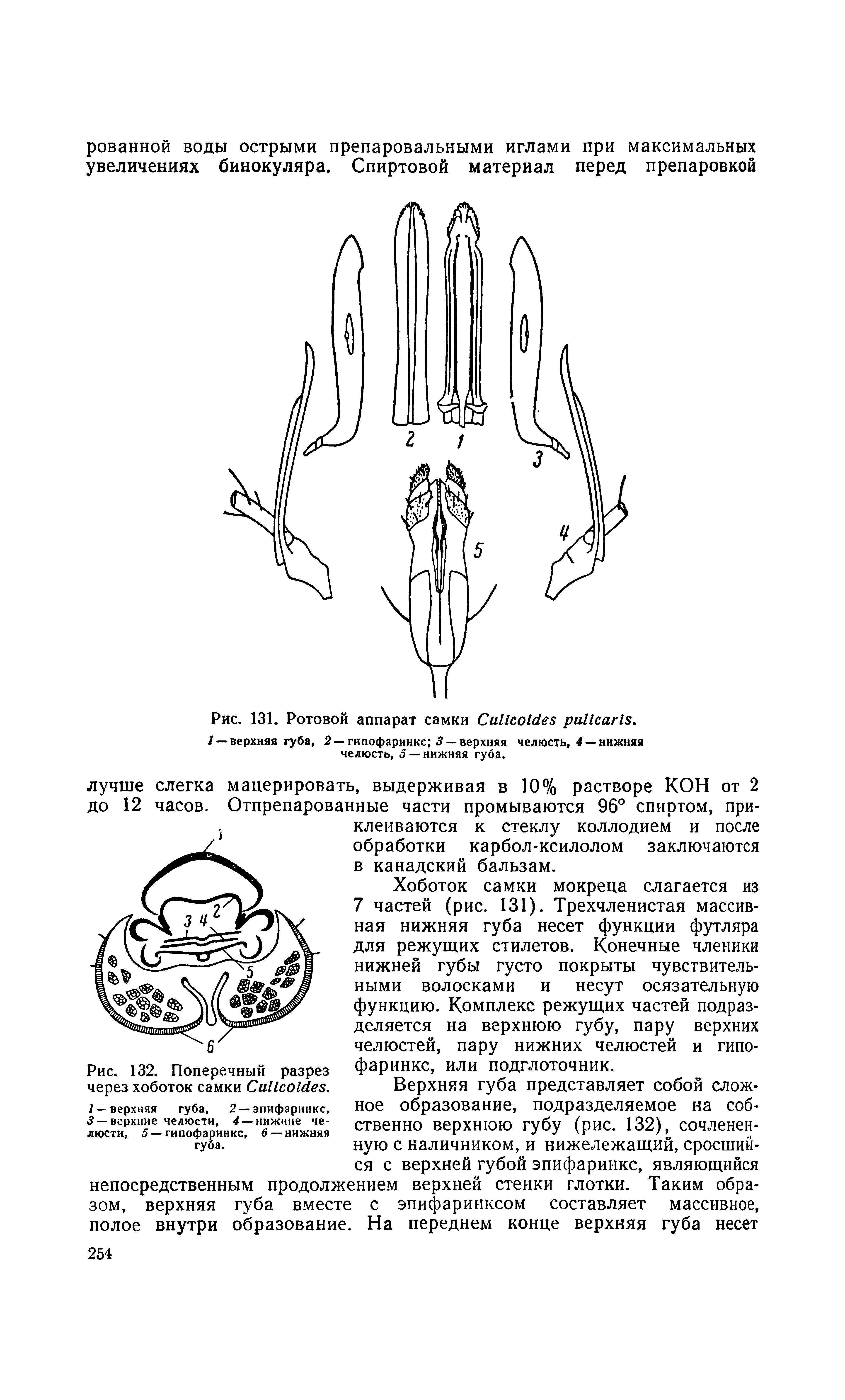 Рис. 132. Поперечный разрез через хоботок самки СиИссМеэ. / — верхняя губа, 2 —эпифаринкс, 3 — верхние челюсти, 4 — нижние челюсти, 5—гипофаринкс, 6 — нижняя губа.