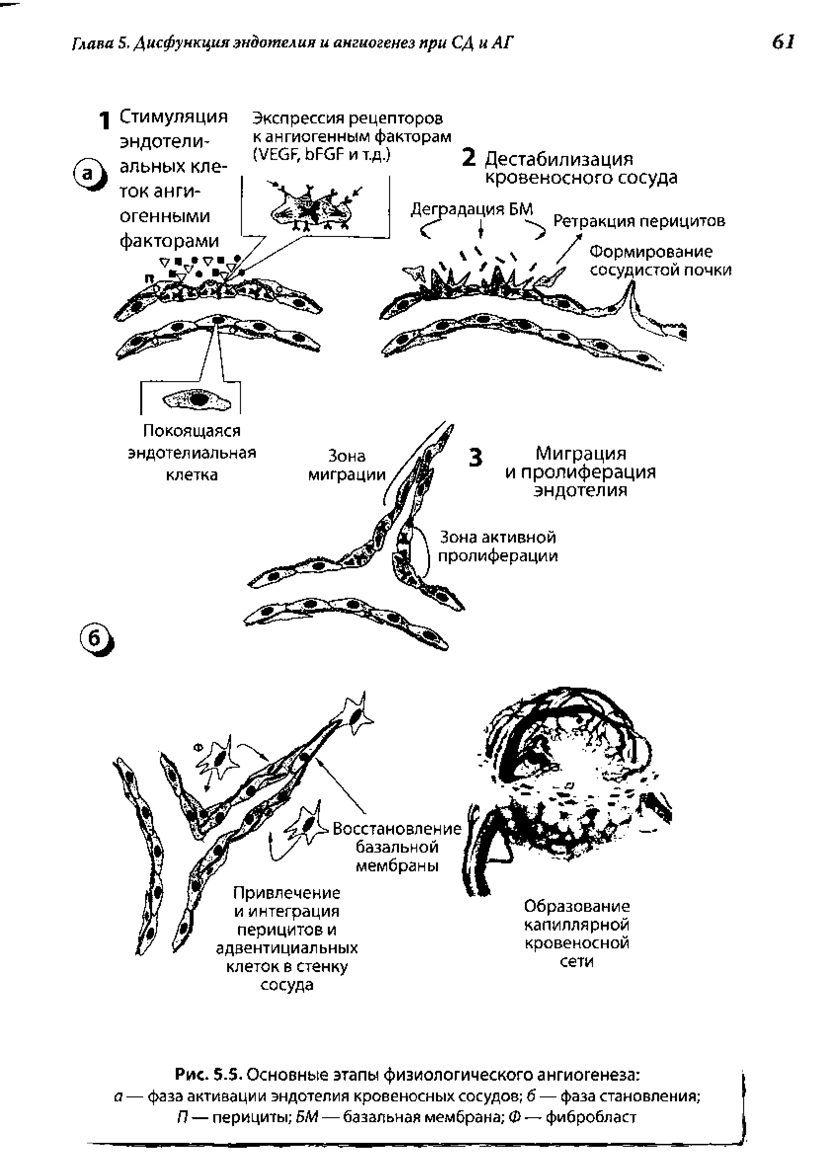 Рис. 5.5. Основные этапы физиологического ангиогенеза а — фаза активации эндотелия кровеносных сосудов б — фаза становления П — перициты БМ — базальная мембрана Ф — фибробласт...