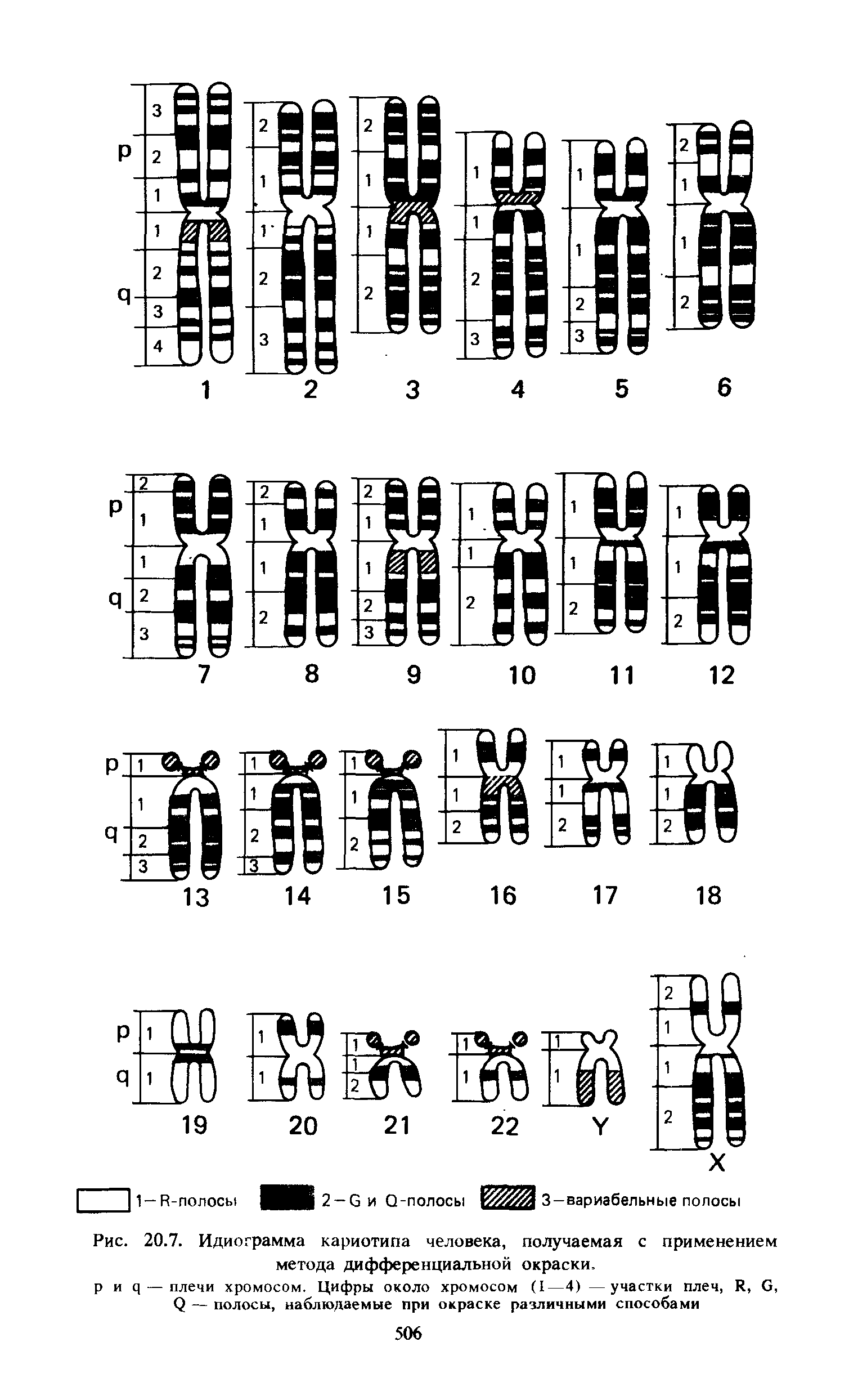 Рис. 20.7. Идиограмма кариотипа человека, получаемая с применением метода дифференциальной окраски.