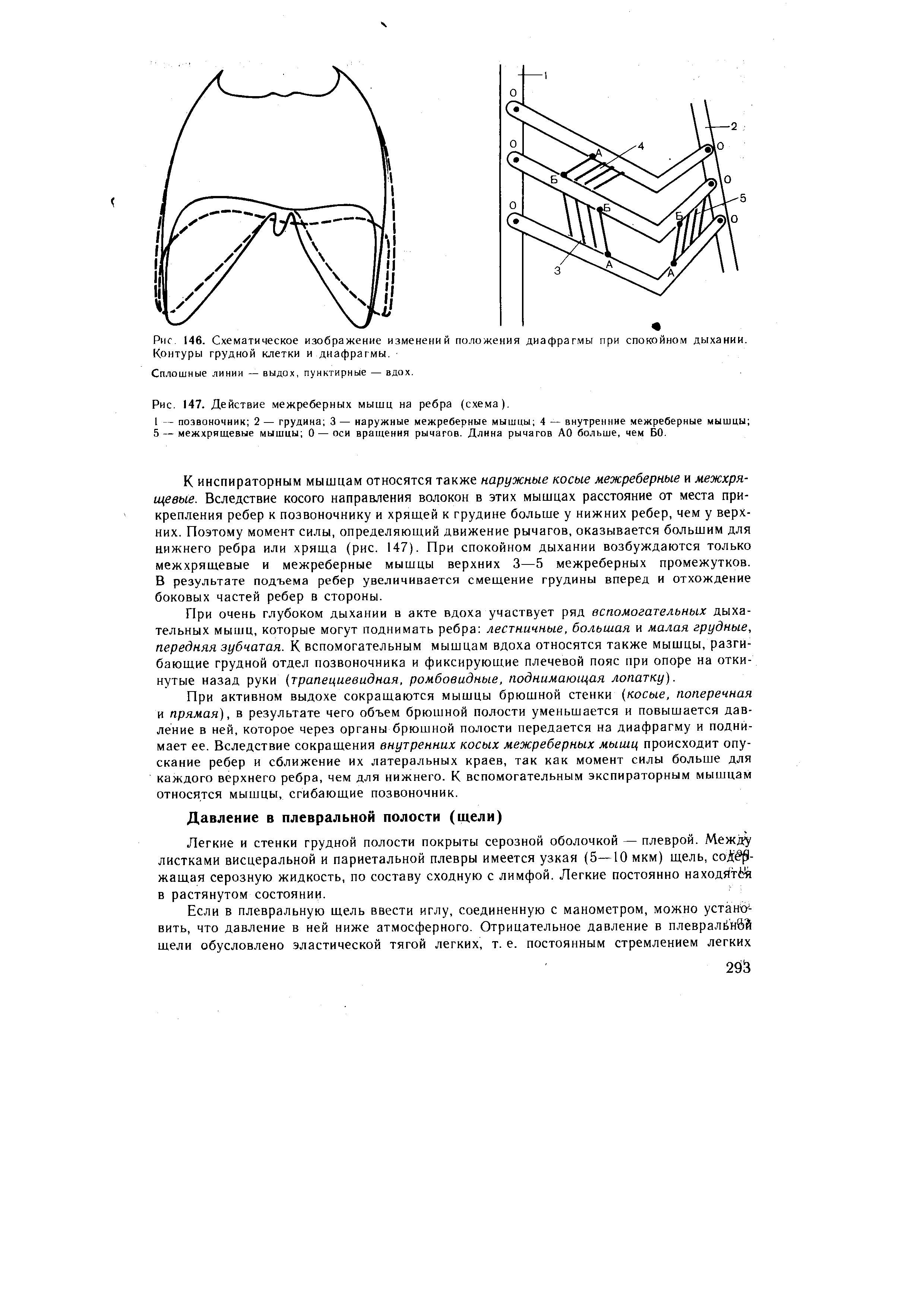 Рис. 146. Схематическое Контуры грудной клетки Сплошные линии — выдох,...