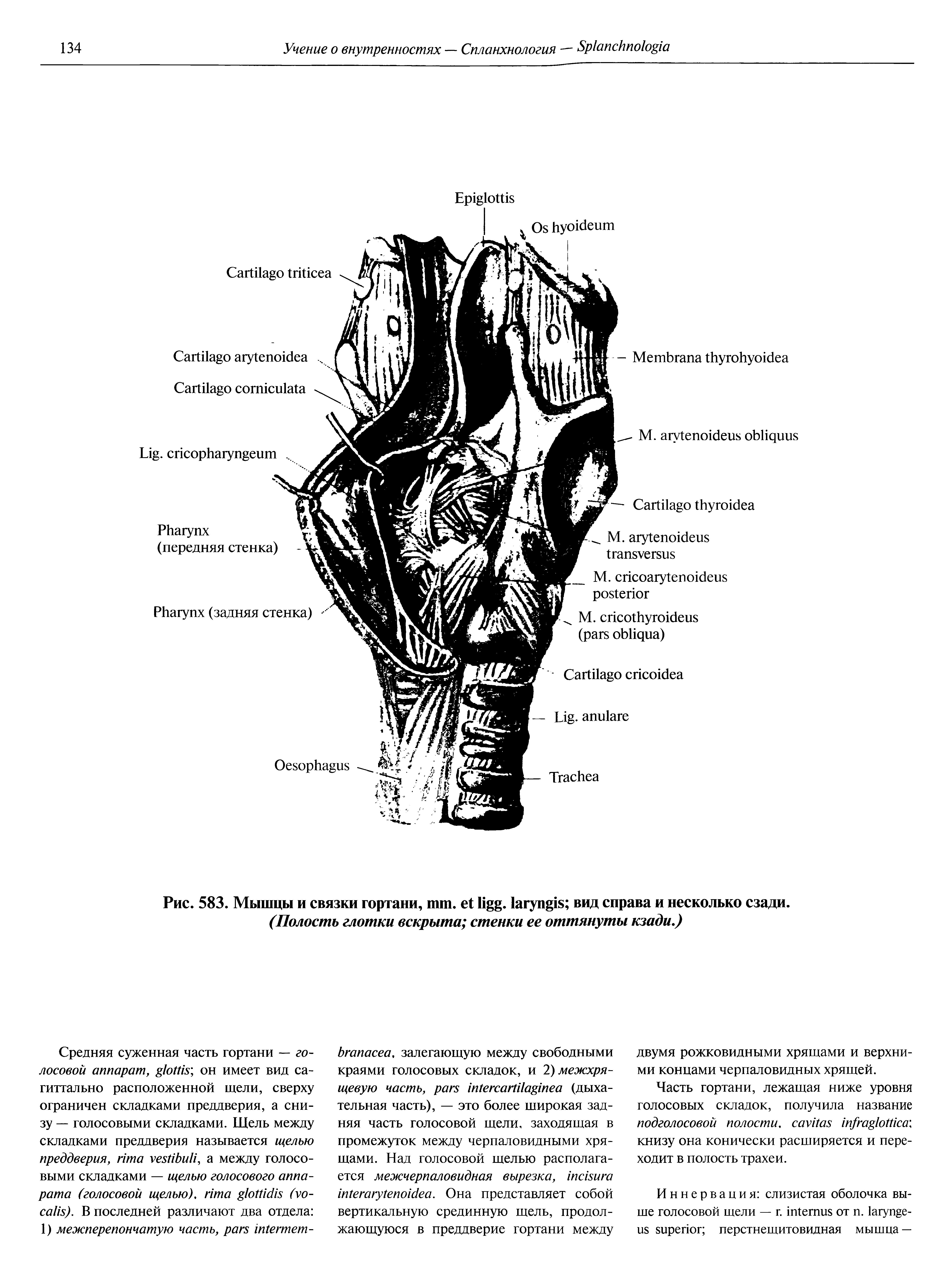 Рис. 583. Мышцы и связки гортани, . . вид справа и несколько сзади. (Полость глотки вскрыта стенки ее оттянуты кзади.)...