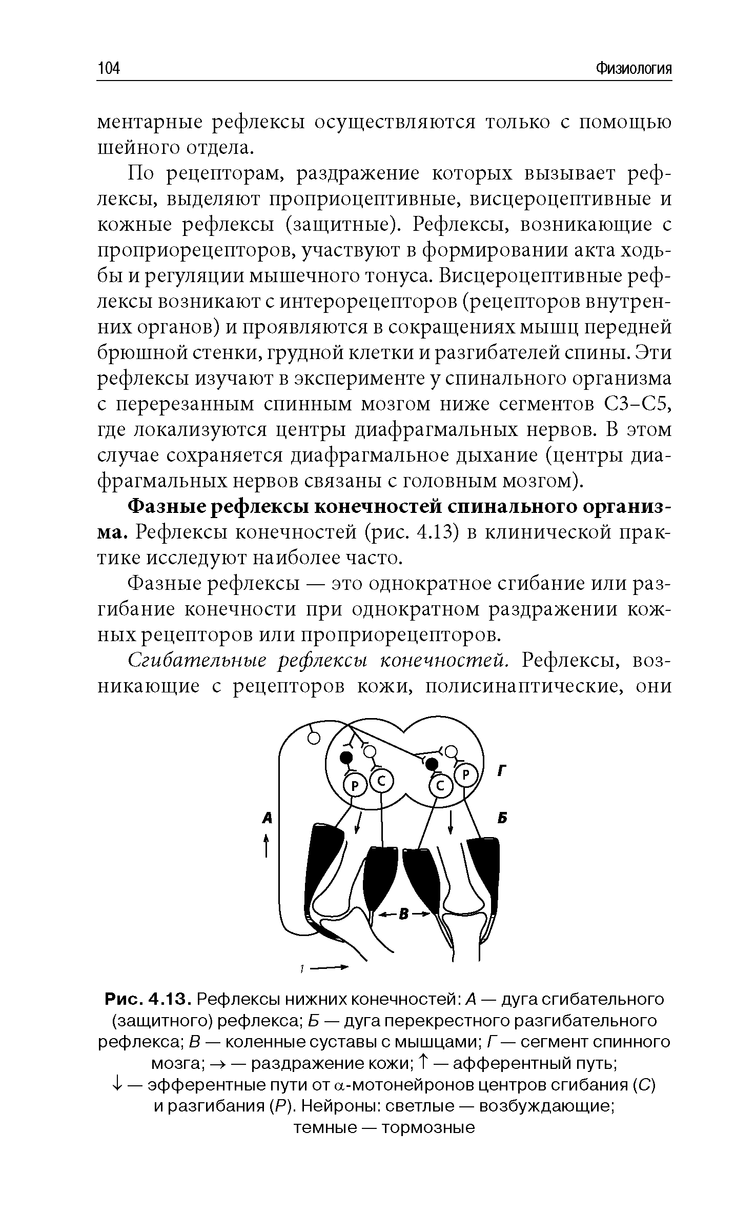 Рис. 4.13. Рефлексы нижних конечностей А — дуга сгибательного (защитного) рефлекса Б — дуга перекрестного разгибательного рефлекса В — коленные суставы с мышцами Г — сегмент спинного мозга — раздражение кожи 4 — афферентный путь ...