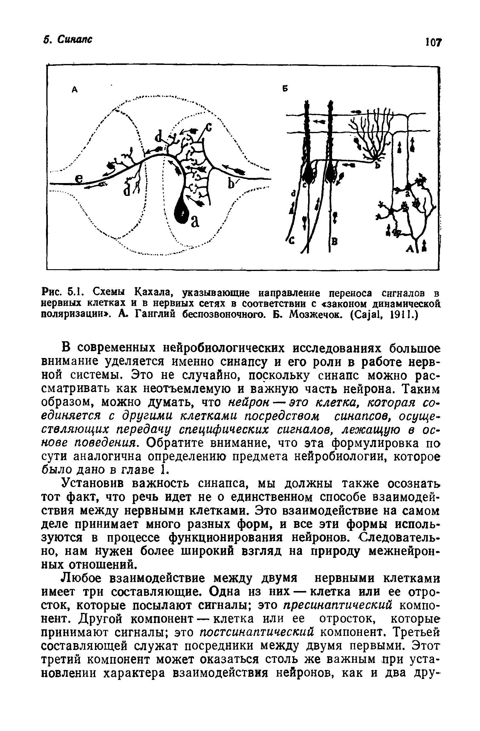 Рис. 5.1. Схемы Кахала, указывающие направление переноса сигналов в нервных клетках и в нервных сетях в соответствии с законом динамической поляризации . А. Ганглий беспозвоночного. Б. Мозжечок. (C , 1911.)...