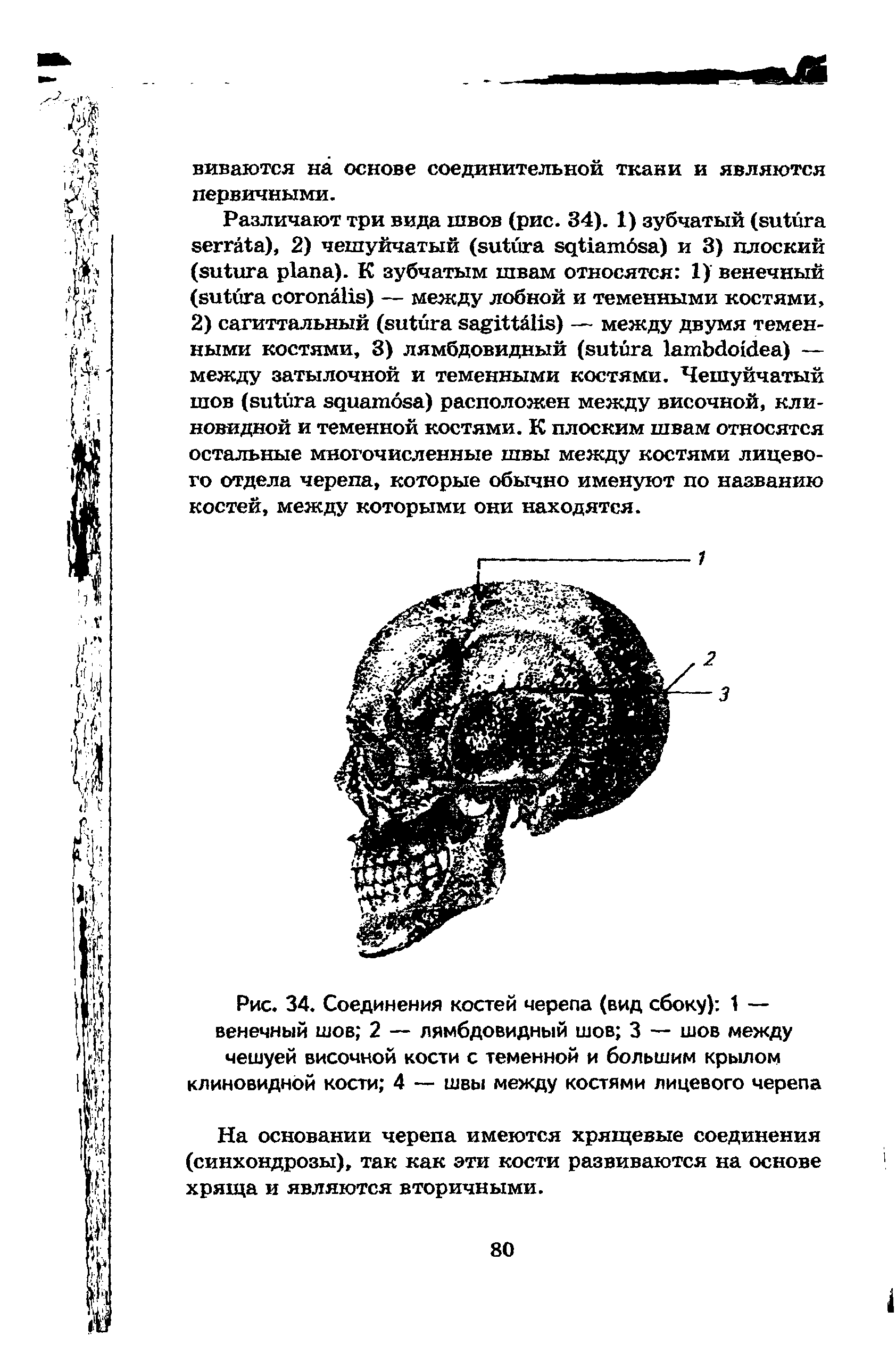 Рис. 34. Соединения костей черепа (вид сбоку) 1 — венечный шов 2 — лямбдовидный шов 3 — шов между чешуей височной кости с теменной и большим крылом клиновидной кости 4 — швы между костями лицевого черепа...