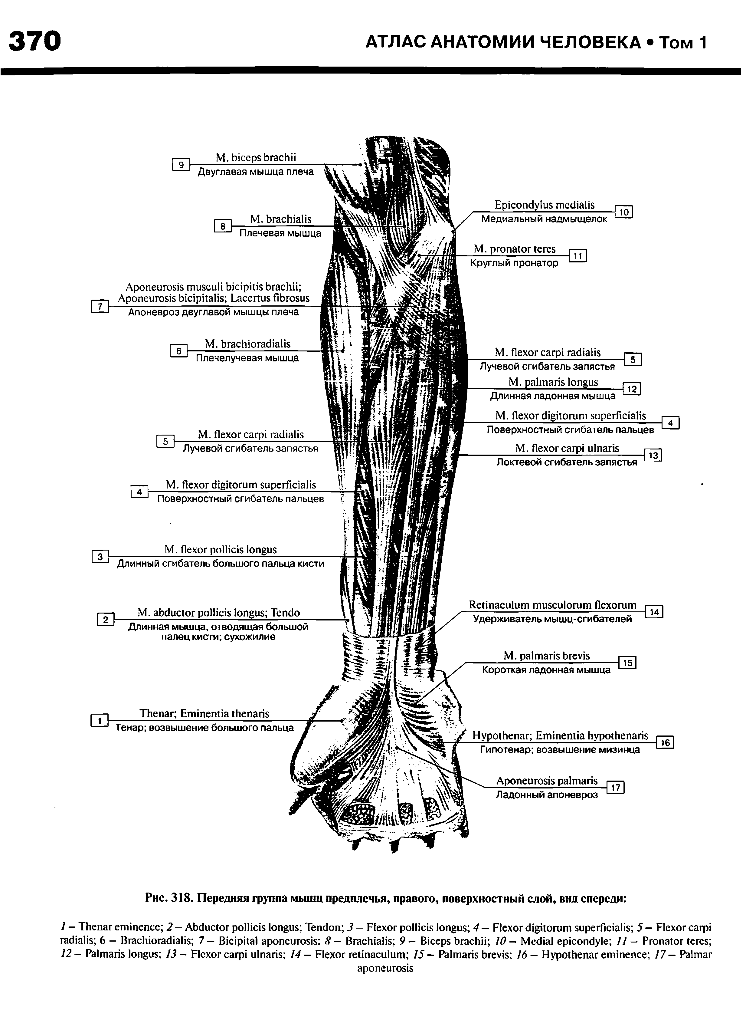 Рис. 318. Передняя группа мышц предплечья, правого, поверхностный слой, вид спереди ...