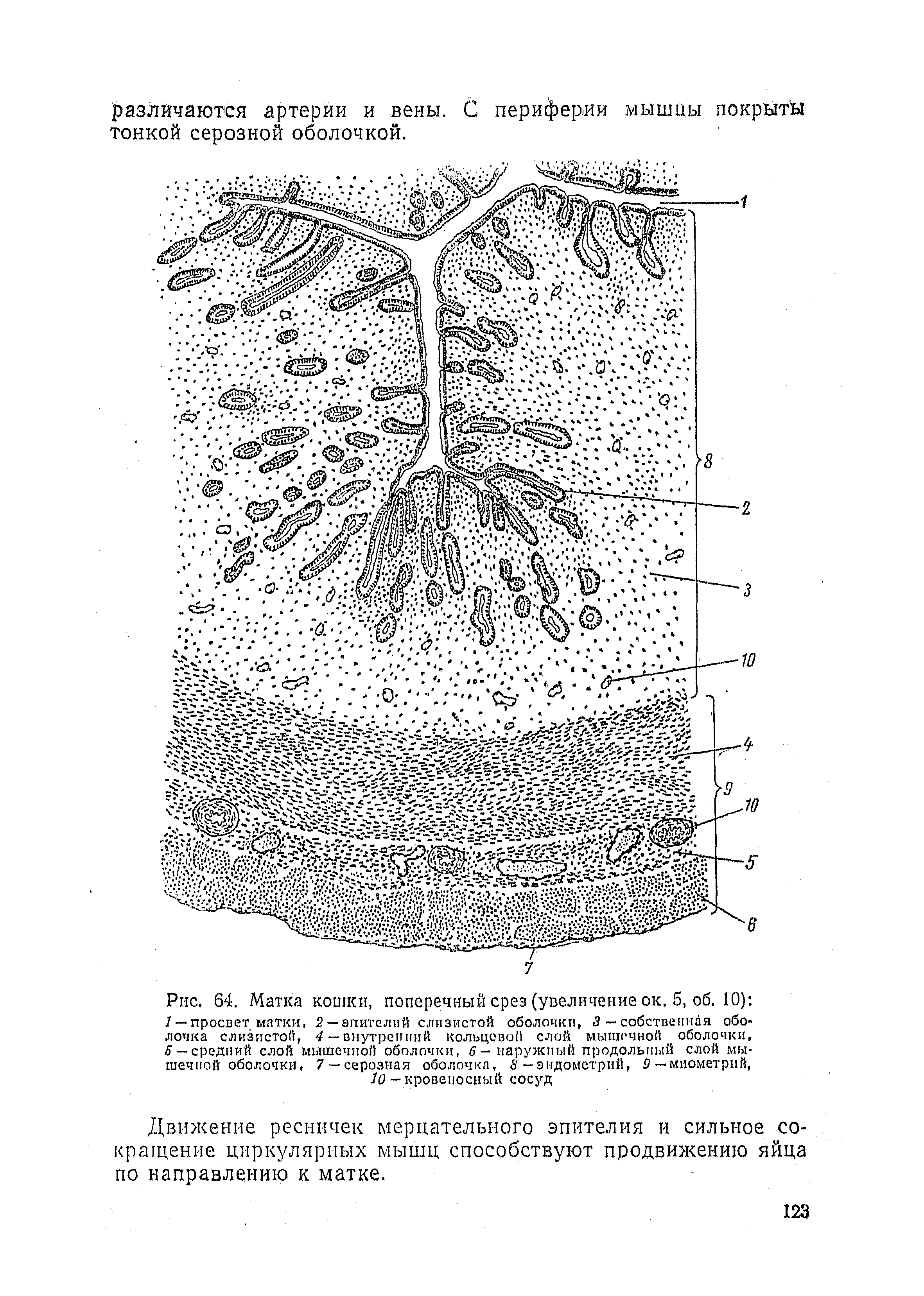 Рис. 64. Матка кошки, поперечный срез (увеличение ок. 5, об. 10) 1 — просвет матки, 2 — эпителий слизистой оболочки, 3 — собственная оболочка слизистой, 4 — внутренний кольцевой слой мышечной оболочки, 5 — средний слой мышечной оболочки, 6-наружный продольный слой мышечной оболочки. 7 —серозная оболочка, 6 —эндометрий, 9 —миометрий, 10 -кровеносный сосуд...