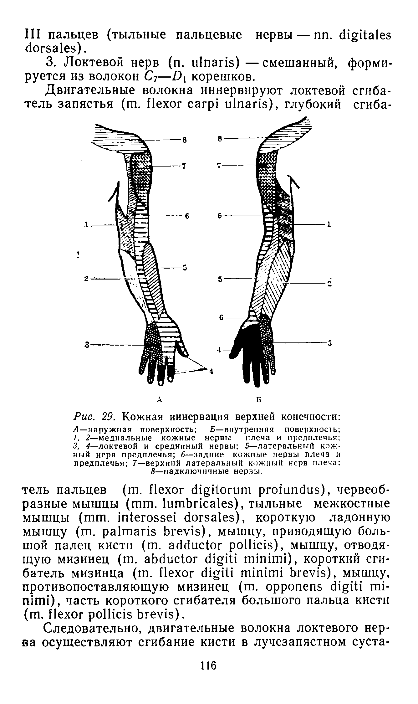 Рис. 29. Кожная иннервация верхней конечности А—наружная поверхность Б—внутренняя поверхность 1, 2—медиальные кожные нервы плеча и предплечья 3, 4—локтевой и срединный нервы 5—латеральный кожный нерв предплечья 6—задние кожные нервы плеча и предплечья 7—верхний латеральный кожный нерв плеча ...