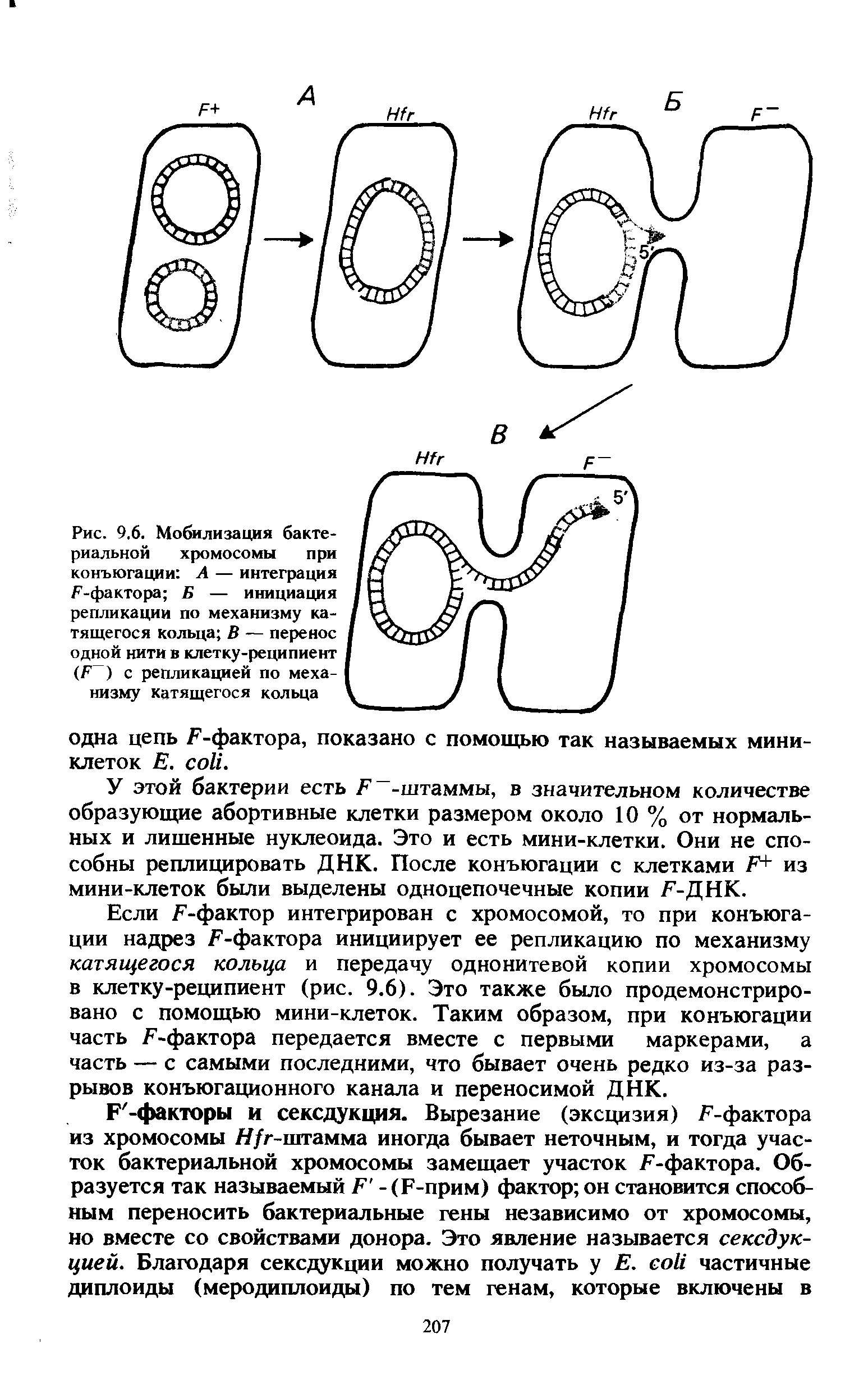 Рис. 9.6. Мобилизация бактериальной хромосомы при конъюгации А — интеграция / "-фактора Б — инициация репликации по механизму катящегося кольца В — перенос одной нити в клетку-реципиент (Б ) с репликацией по механизму катящегося кольца...