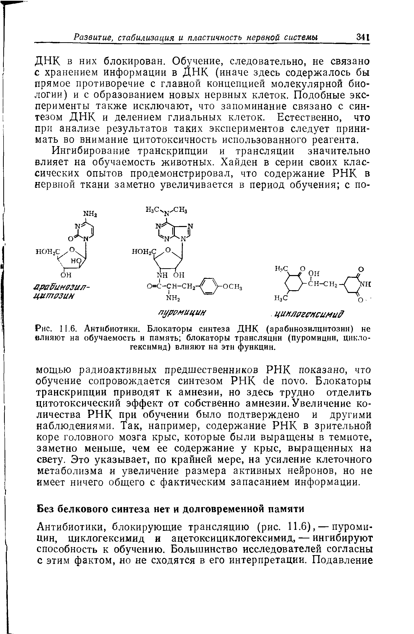 Рис. 11.6. Антибиотики. Блокаторы синтеза ДНК (арабинозилцитозин) не влияют на обучаемость и память блокаторы трансляции (пуромицин, циклогексимид) влияют на эти функции.