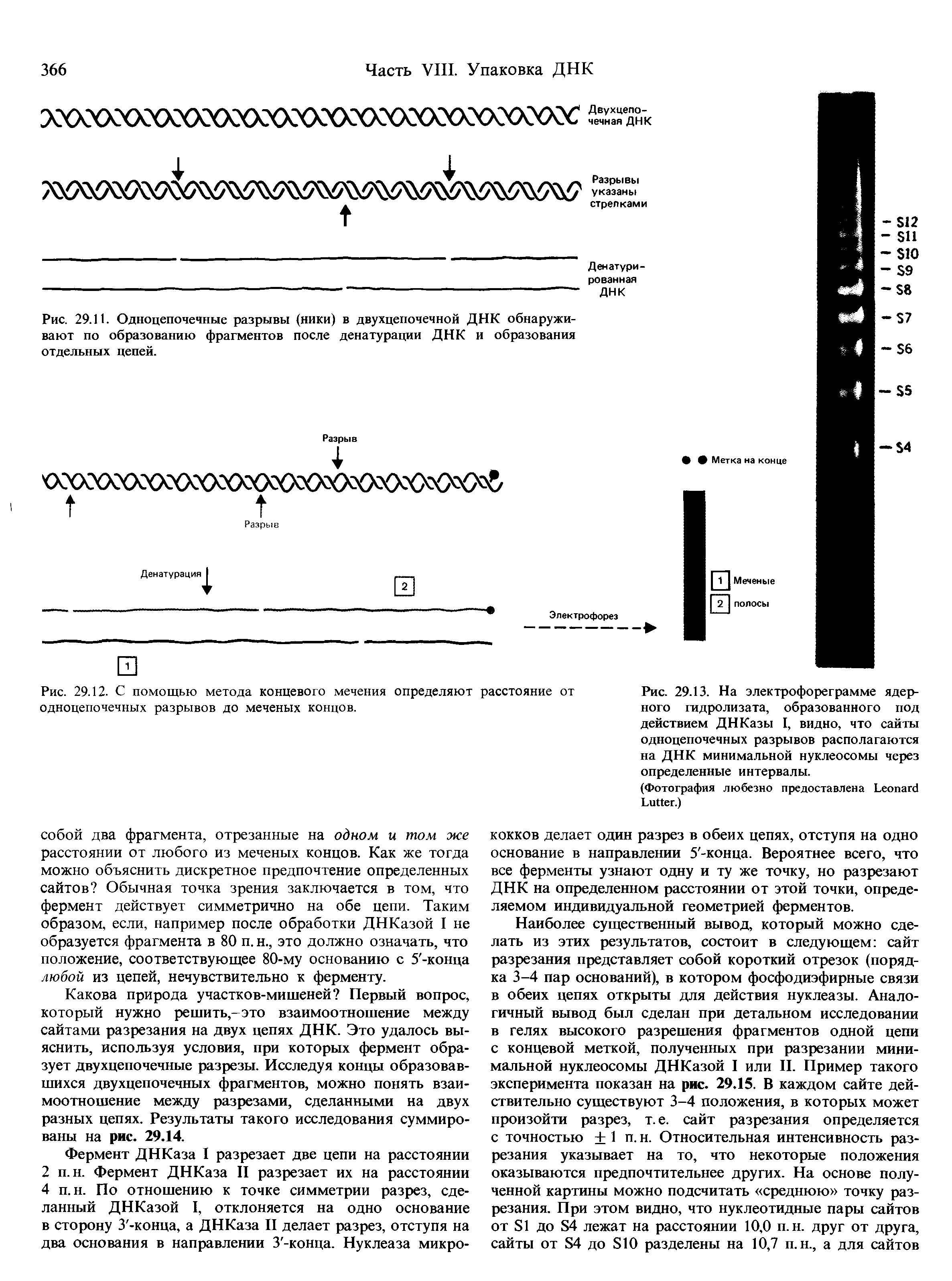 Рис. 29.12. С помощью метода концевого мечения определяют расстояние от одноцепочечных разрывов до меченых концов.