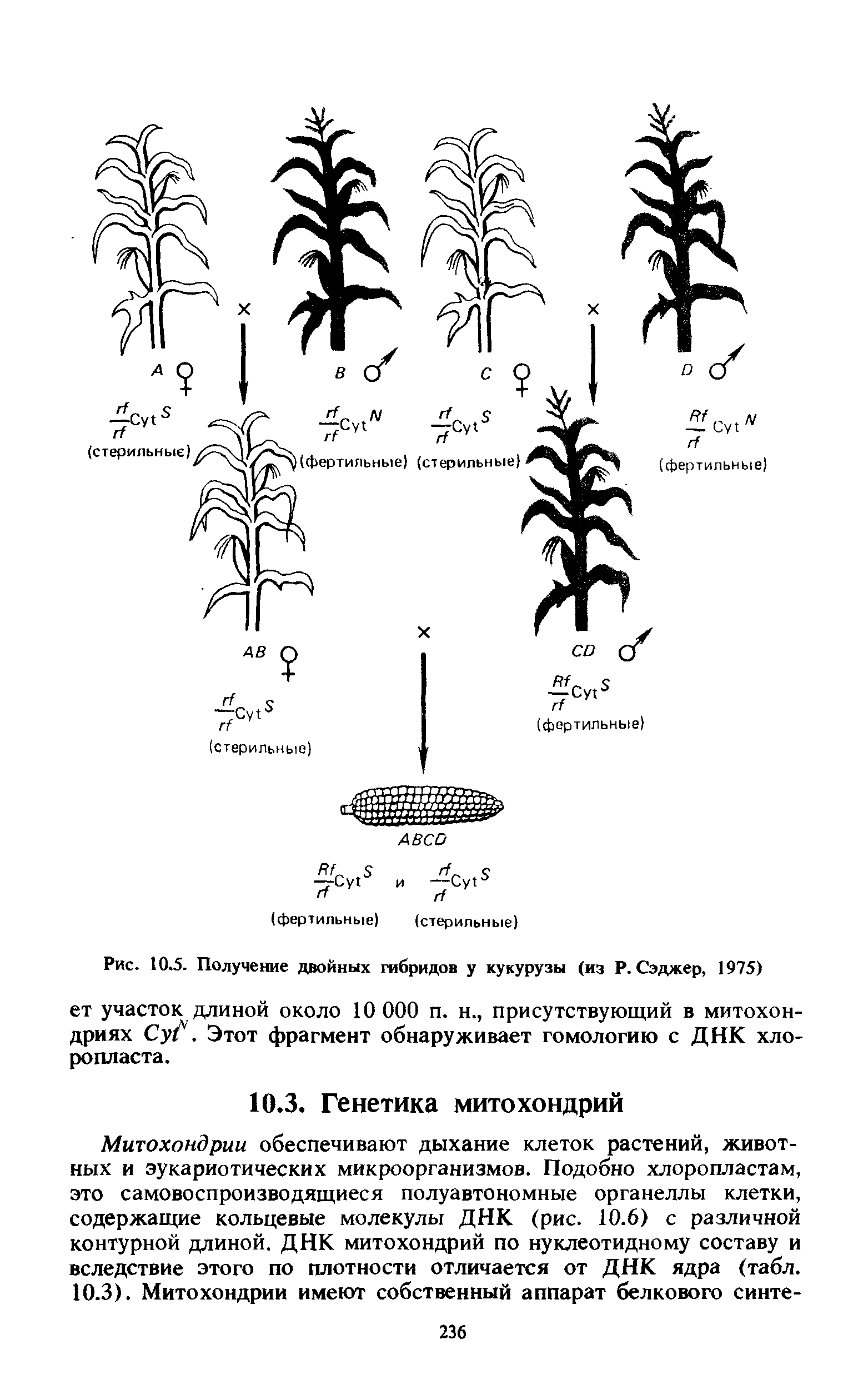 Рис. 10.5. Получение двойных гибридов у кукурузы (из Р. Сэджер, 1975) ет участок длиной около 10 000 п. н., присутствующий в митохондриях СуС. Этот фрагмент обнаруживает гомологию с ДНК хлоропласта.