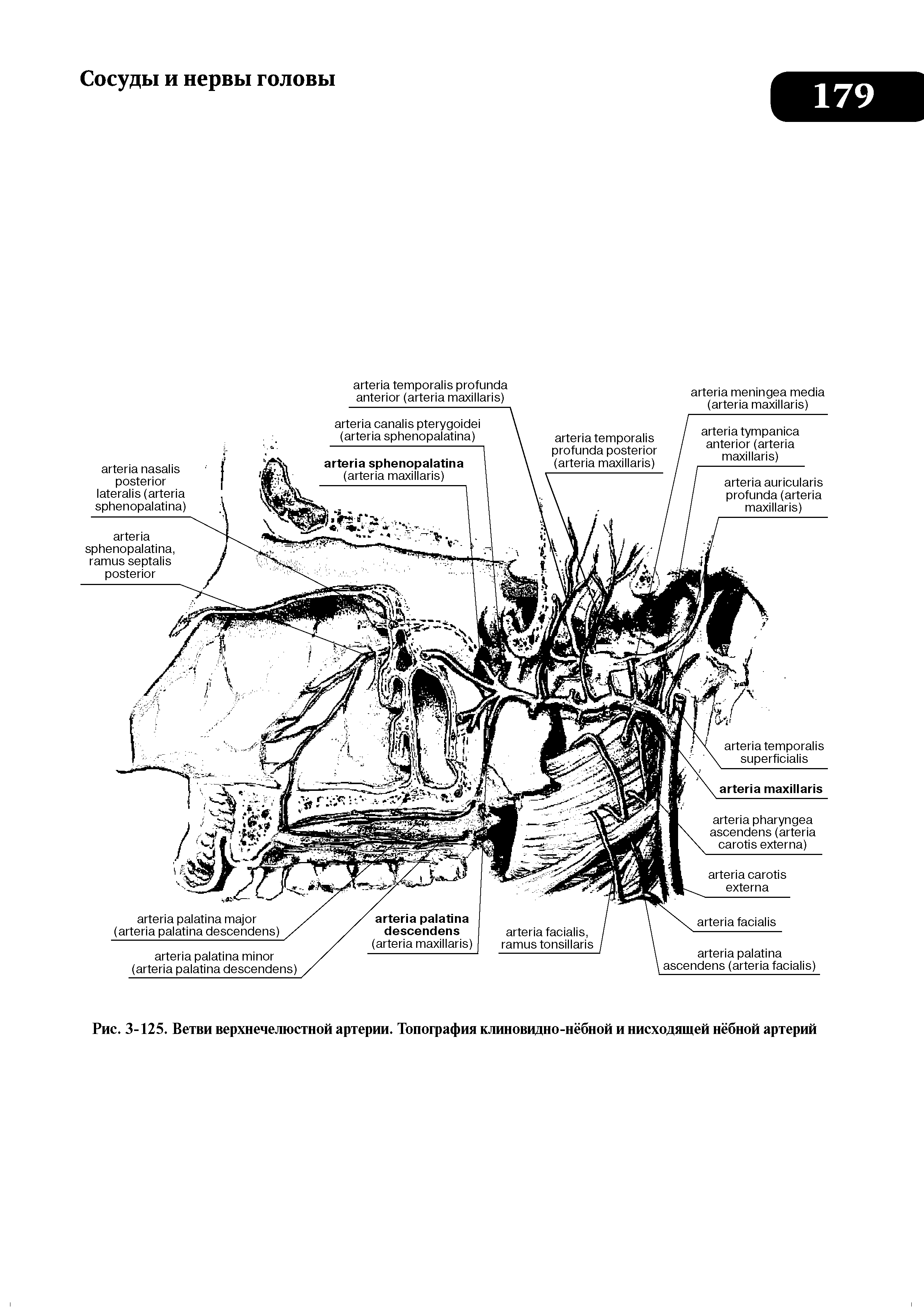 Рис. 3-125. Ветви верхнечелюстной артерии. Топография клиновидно-нёбной и нисходящей нёбной артерий...