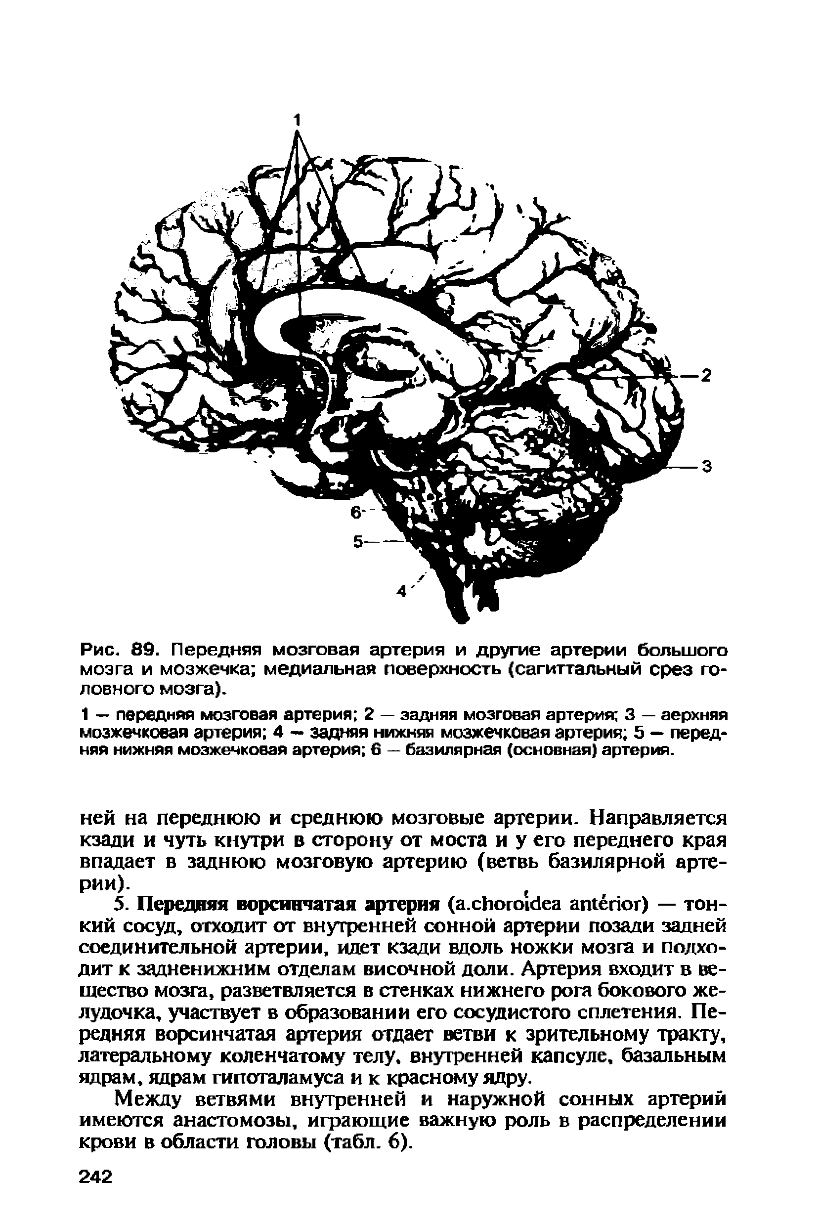 Рис. 89. Передняя мозговая артерия и другие артерии большого мозга и мозжечка медиальная поверхность (сагиттальный срез головного мозга).