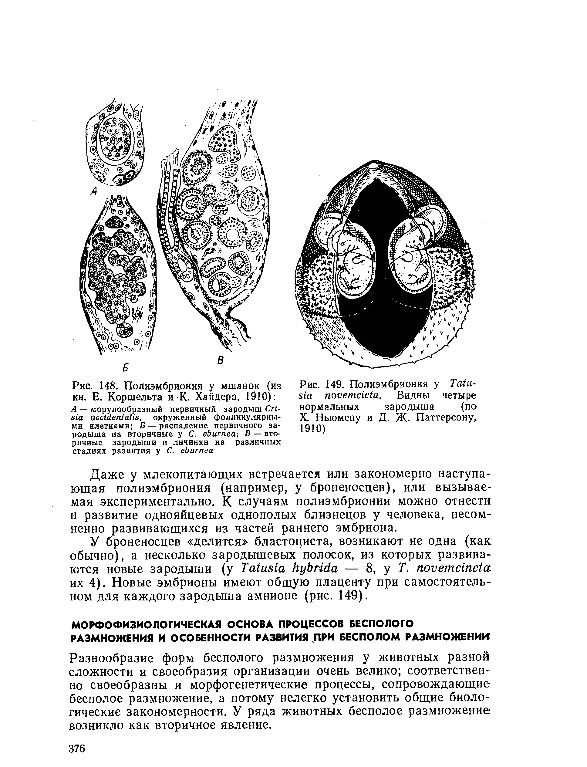 Рис. 148. Полиэмбриония у мшанок (из кн. Е. Коршельта и К. Хайдера, 1910) А — морулообразиый первичный зародыш C - , окруженный фолликулярными клетками Б — распадение первичного зародыша иа вторичные у С. , В — вторичные зародыши н личинки на различных стадиях развития у С. ...