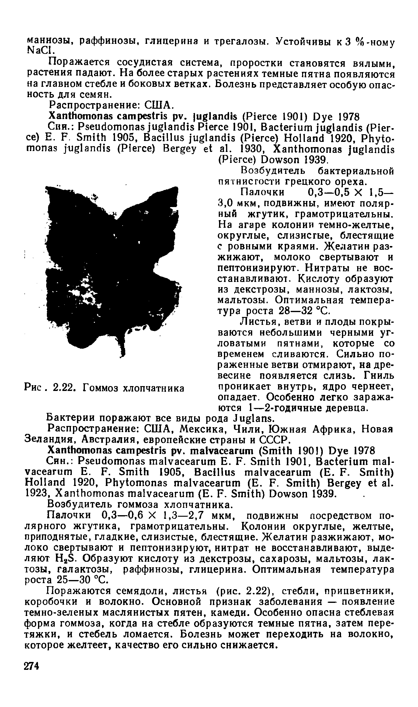 Рис. 2.22. Гоммоз хлопчатника проникает внутрь, ядро чернеет, опадает. Особенно легко заражаются 1—2-годичные деревца.