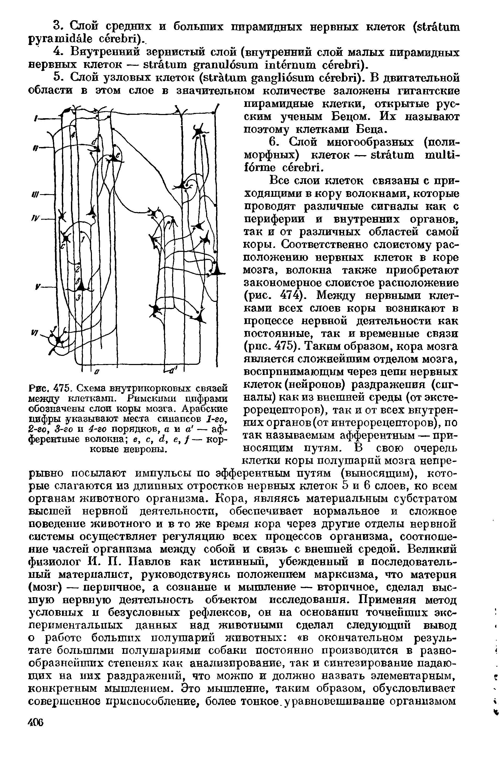 Рис. 475. Схема внутрикорковых связей между клетками. Римскими цифрами обозначены слои коры мозга. Арабские цифры указывают места сииапсов 1-го, 2-го, 3-го и 4-го порядков, а и а — афферентные волокна в, с, <1, е, /— корковые невроны.