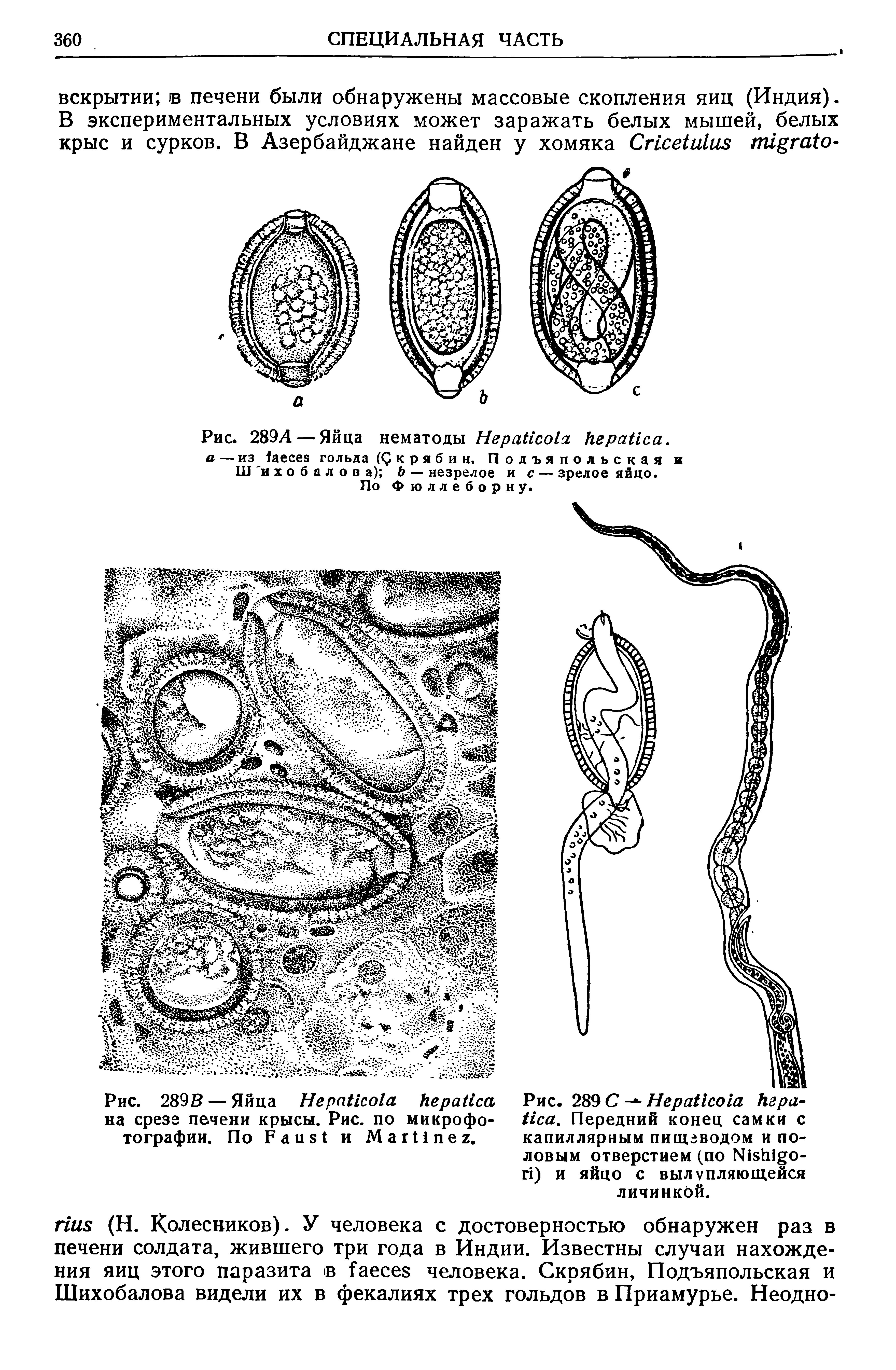 Рис. 289А — Яйца нематоды H , а — из гольда (Скрябин, Подъяпольская и Ш и х о б а л о в а) — незрелое и с—зрелое яйцо.