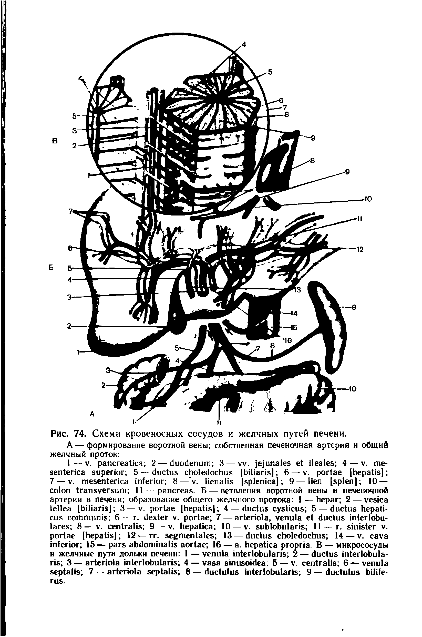 Рис. 74. Схема кровеносных сосудов и желчных путей печени.