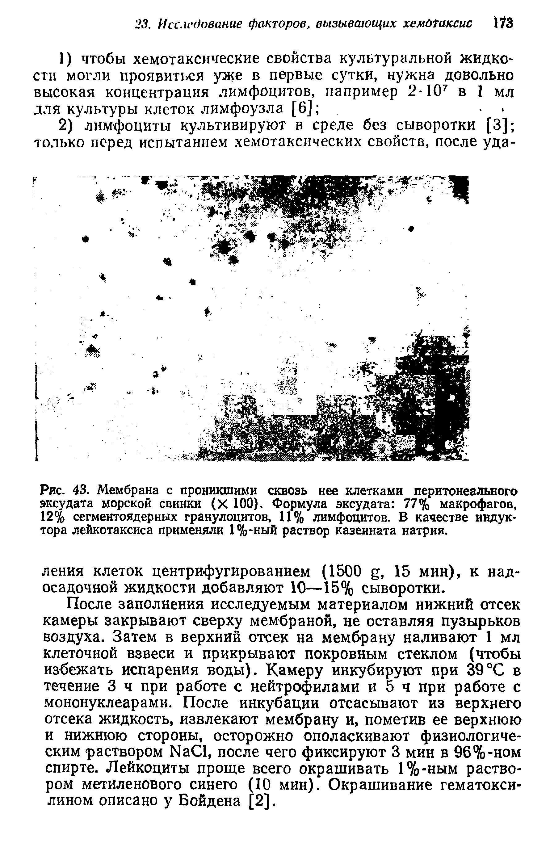 Рис. 43. Мембрана с проникшими сквозь нее клетками перитонеального эксудата морской свинки (X 00). Формула эксудата 77% макрофагов, 12% сегментоядерных гранулоцитов, 11% лимфоцитов. В качестве индуктора лейкотаксиса применяли 1%-ный раствор казеината натрия.