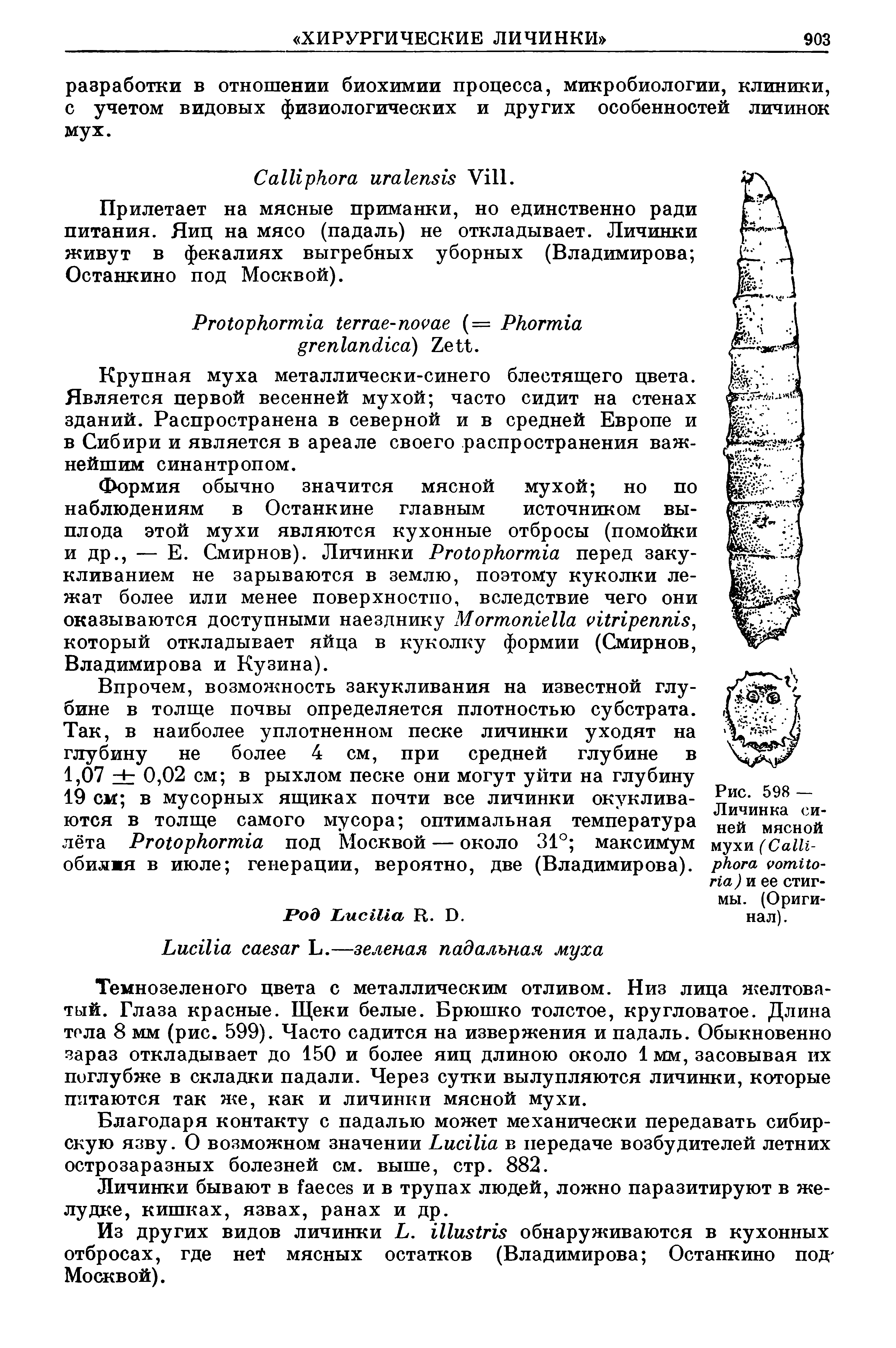 Рис. 598 — Личинка синей мясной мухи (C J и ее стигмы. (Оригинал).