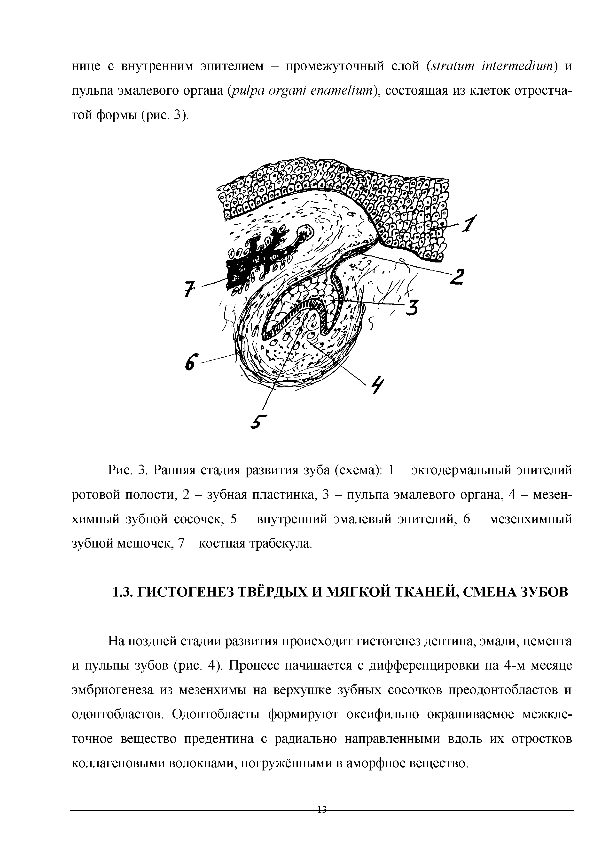 Рис. 3. Ранняя стадия развития зуба (схема) 1 - эктодермальный эпителий ротовой полости, 2 - зубная пластинка, 3 - пульпа эмалевого органа, 4 - мезенхимный зубной сосочек, 5 - внутренний эмалевый эпителий, 6 - мезенхимный зубной мешочек, 7 - костная трабекула.