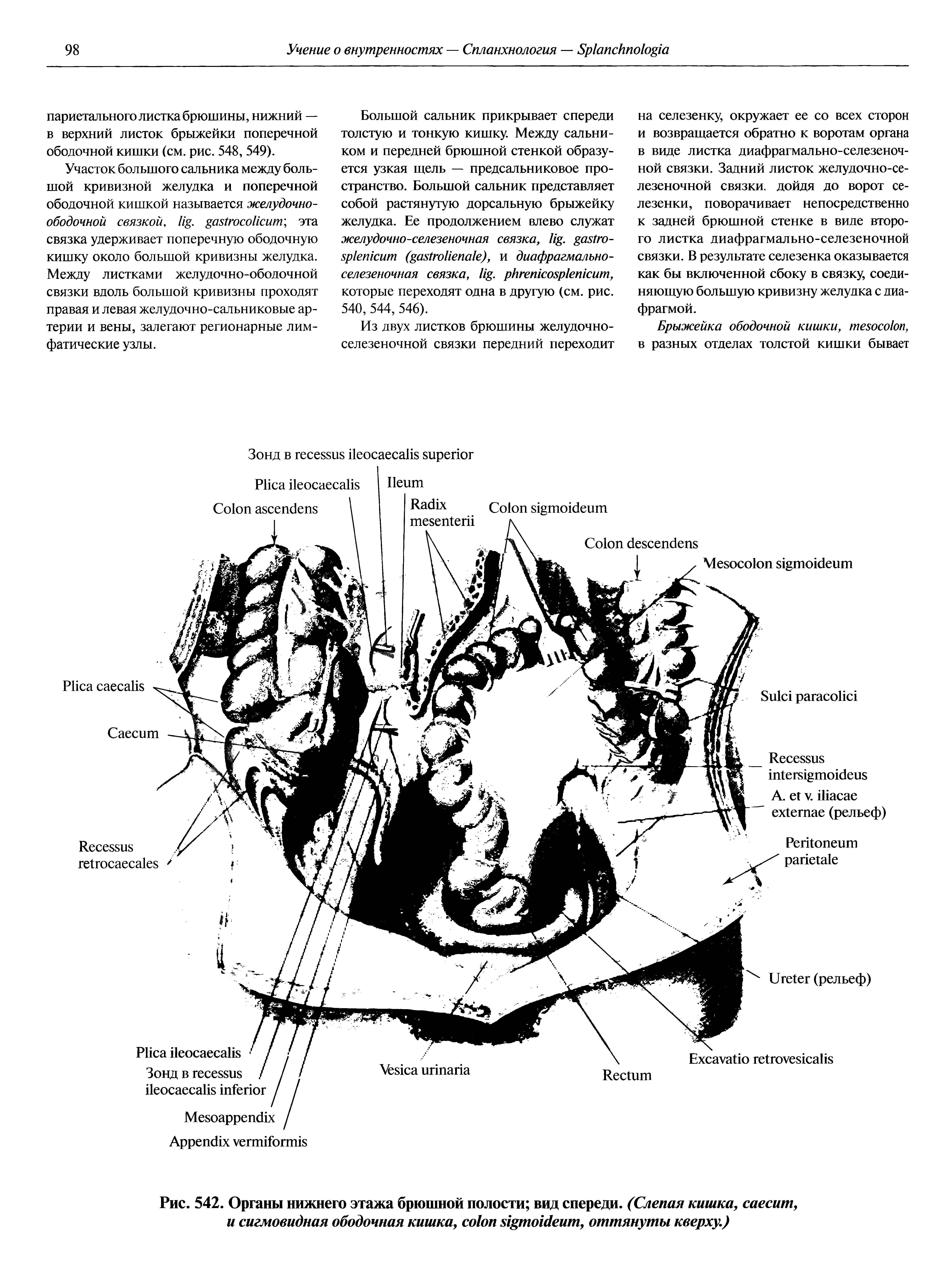 Рис. 542. Органы нижнего этажа брюшной полости вид спереди. (Слепая кишка, , и сигмовидная ободочная кишка, , оттянуты кверху.)...