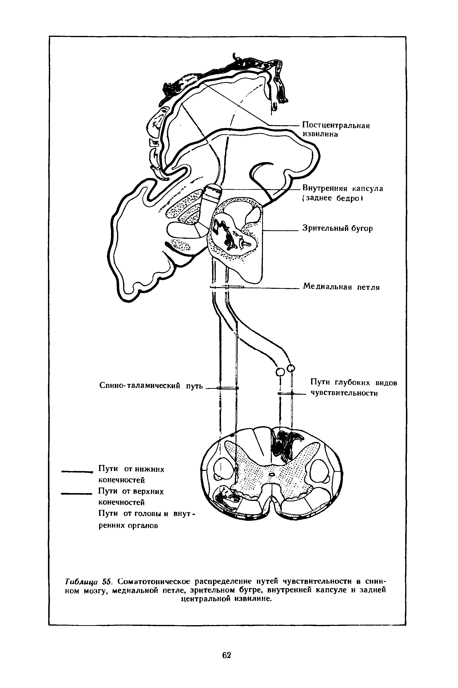 Таблица 55. Соматотопическое распределение путей чувствительности в спинном мозгу, медиальной петле, зрительном бугре, внутренней капсуле н задней центральной извилине.