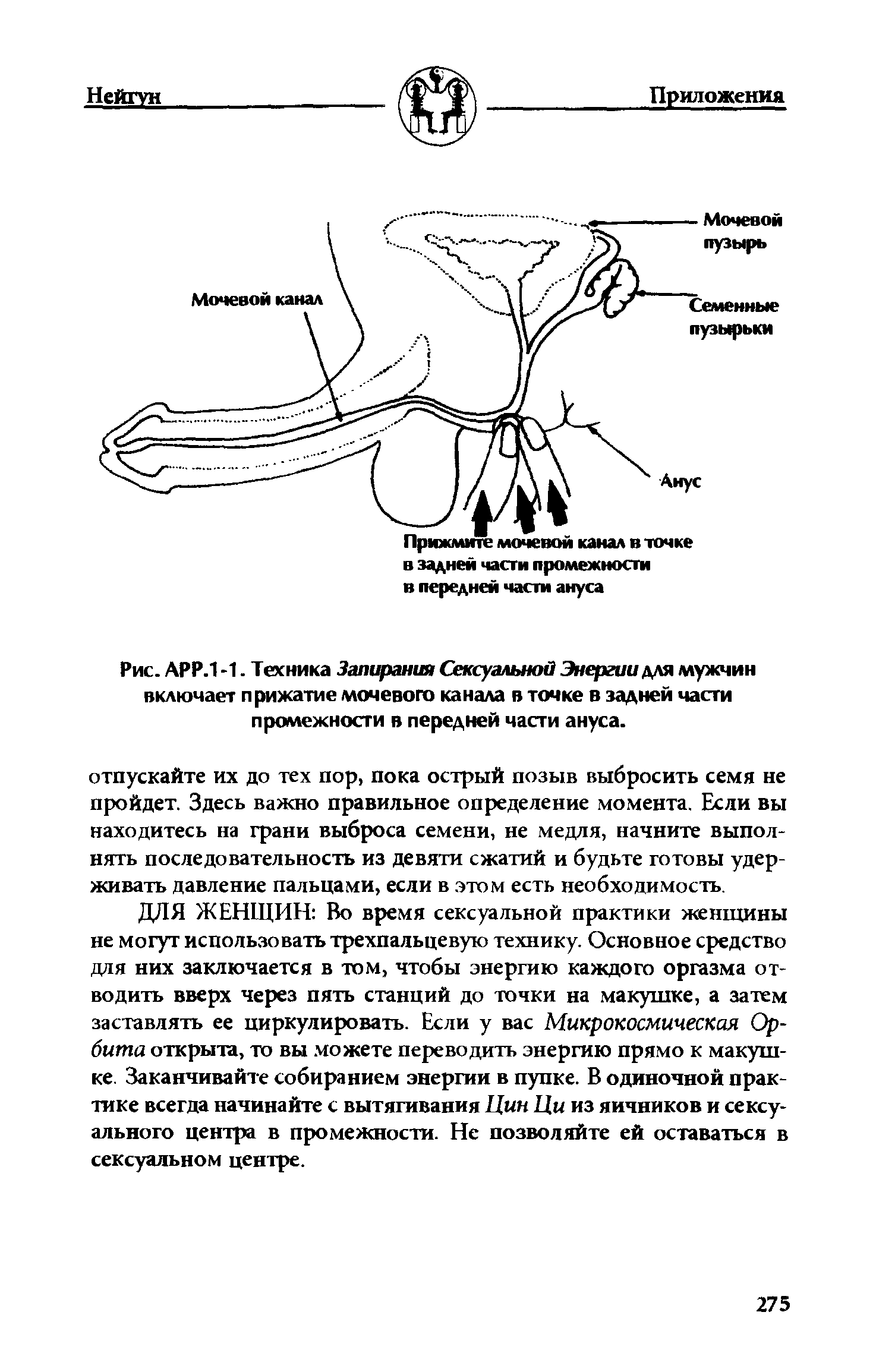 Рис. АРР.1 -1. Техника Запирания Сексуальной Энергии для мужчин включает прижатие мочевого канала в точке в задней части промежности в передней части ануса.