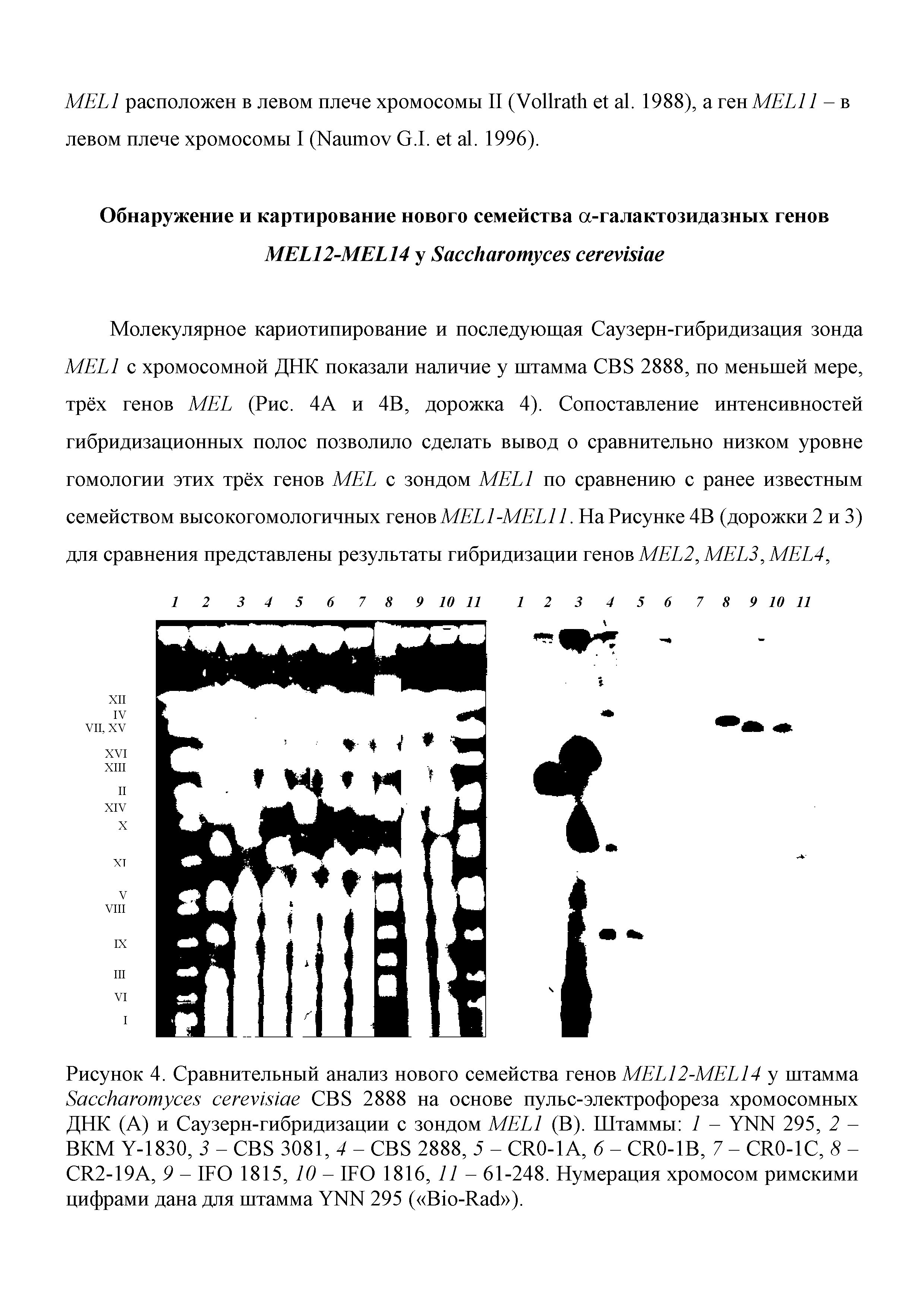 Рисунок 4. Сравнительный анализ нового семейства генов MEL12-MEL14 у штамма S CBS 2888 на основе пульс-электрофореза хромосомных ДНК (А) и Саузерн-гибридизации с зондом MEL1 (В). Штаммы 1 - YNN 295, 2 -ВКМ Y-1830, 3 - CBS 3081, 4 - CBS 2888, 5 - CR0-1A, 6 - CR0-1B, 7 - CR0-1C, 8 -CR2-19A, 9 - IFO 1815, 10 - IFO 1816, 11 - 61-248. Нумерация хромосом римскими цифрами дана для штамма YNN 295 ( B -R ),...