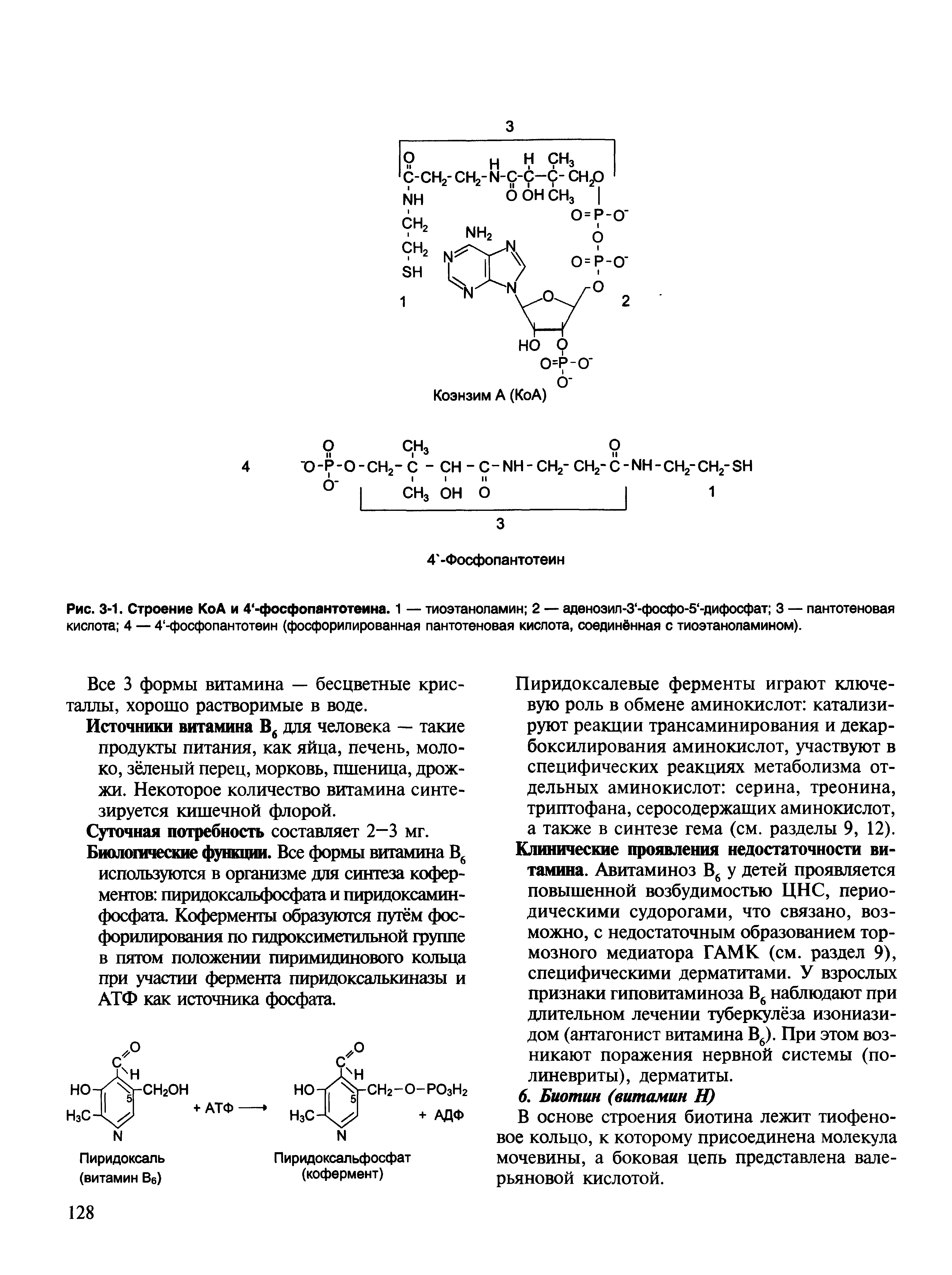 Рис. 3-1. Строение КоА и 4 -фосфопантотеина. 1 — тиоэтаноламин 2 — аденозил-3 -фосфо-5 -дифосфат 3 — пантотеновая кислота 4 — 4 -фосфопантотеин (фосфорилированная пантотеновая кислота, соединённая с тиоэтаноламином).
