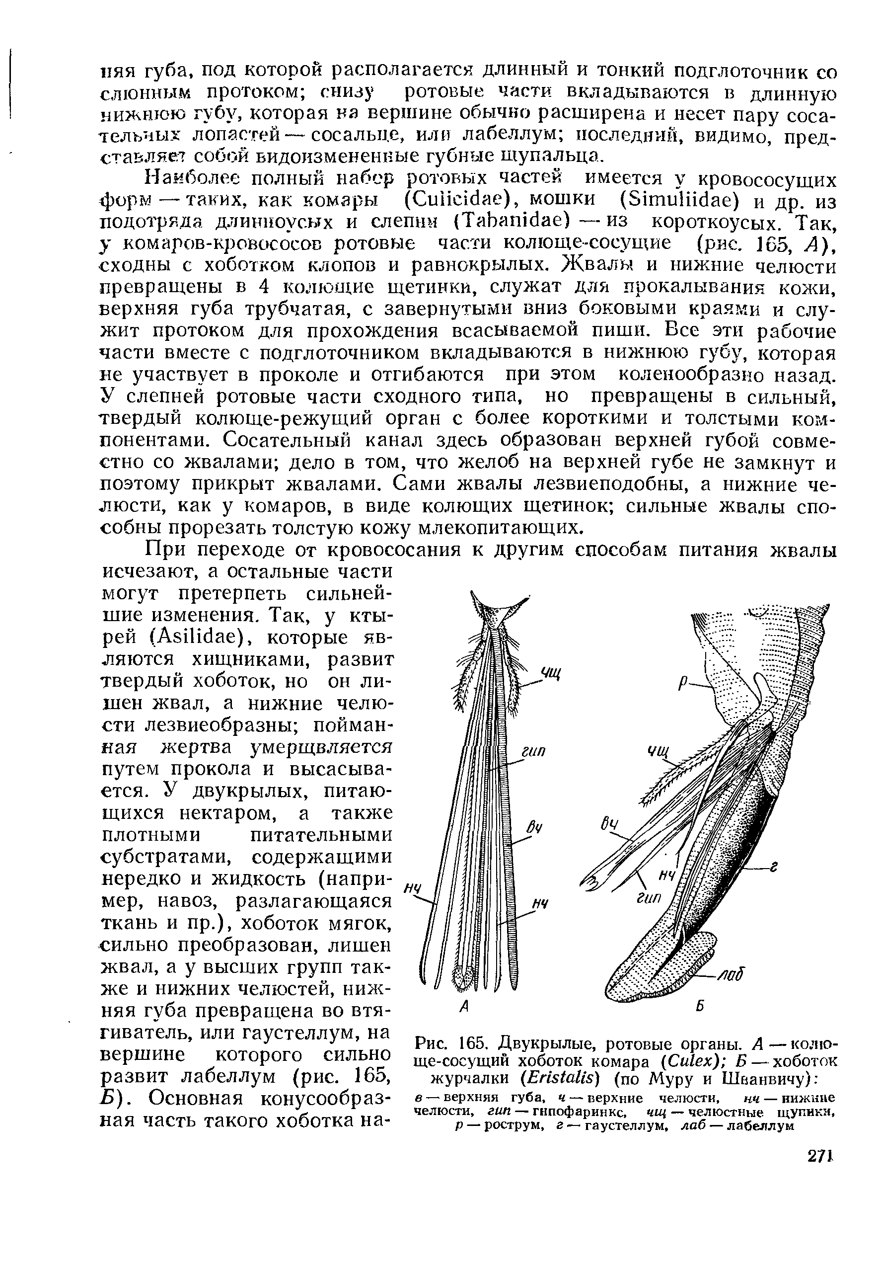 Рис. 165. Двукрылые, ротовые органы. А—колюще-сосущий хоботок комара (C ) Б — хоботок журчалки (E ) (по Муру и Шванвичу) в — верхняя губа, ч — верхние челюсти, нч — нижние челюсти, гип — гипофаринкс, чщ — челюстные щупики, р — рострум, г — гаустеллум, лаб — лабеллум...