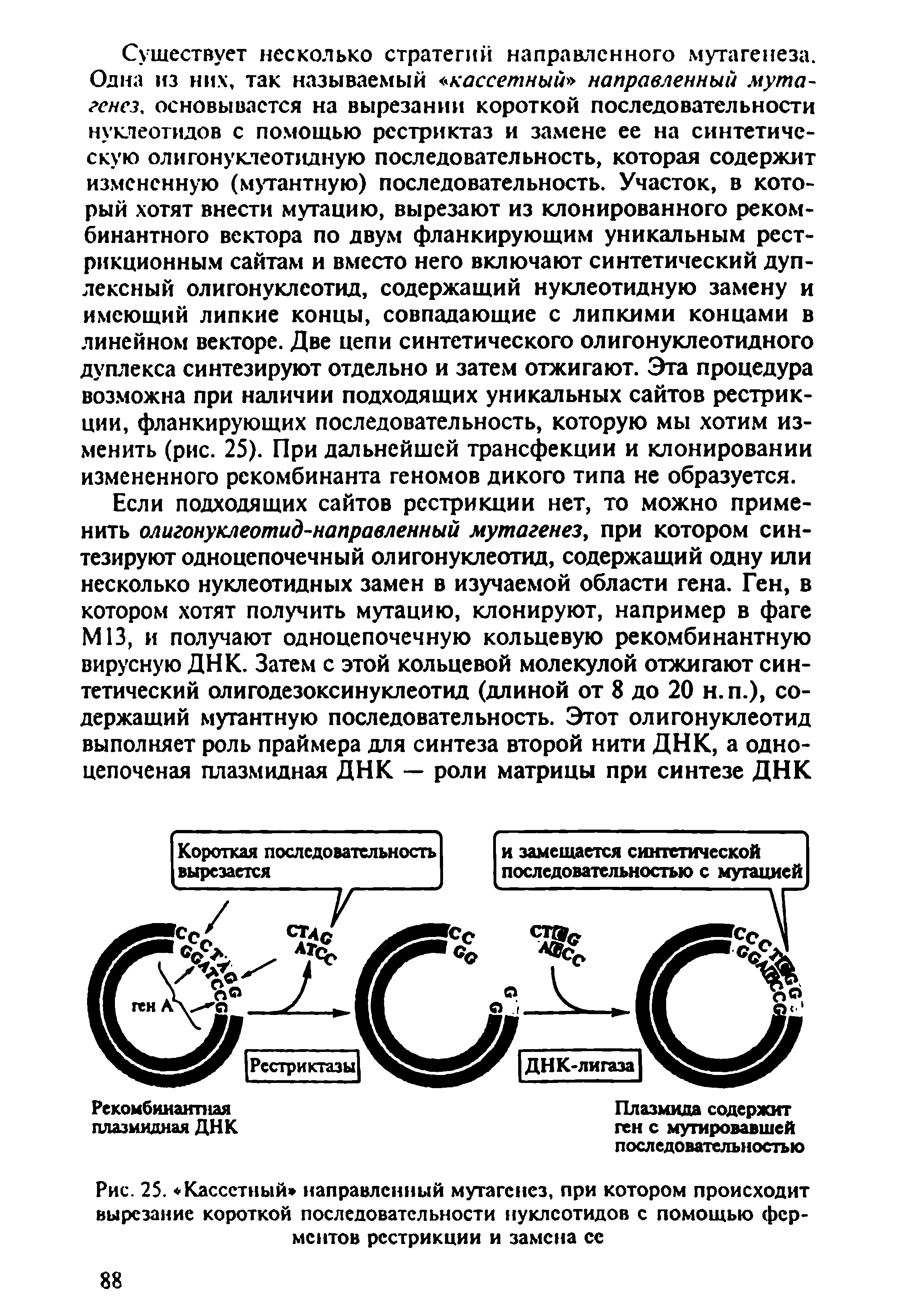 Рис. 25. Кассетный направленный мутагенез, при котором происходит вырезание короткой последовательности нуклеотидов с помощью ферментов рестрикции и замена се...