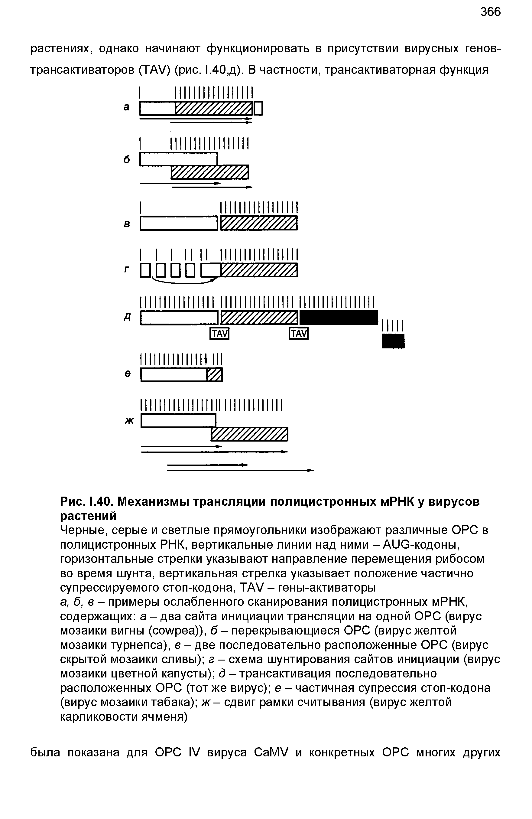 Рис. 1.40. Механизмы трансляции полицистронных мРНК у вирусов растений...