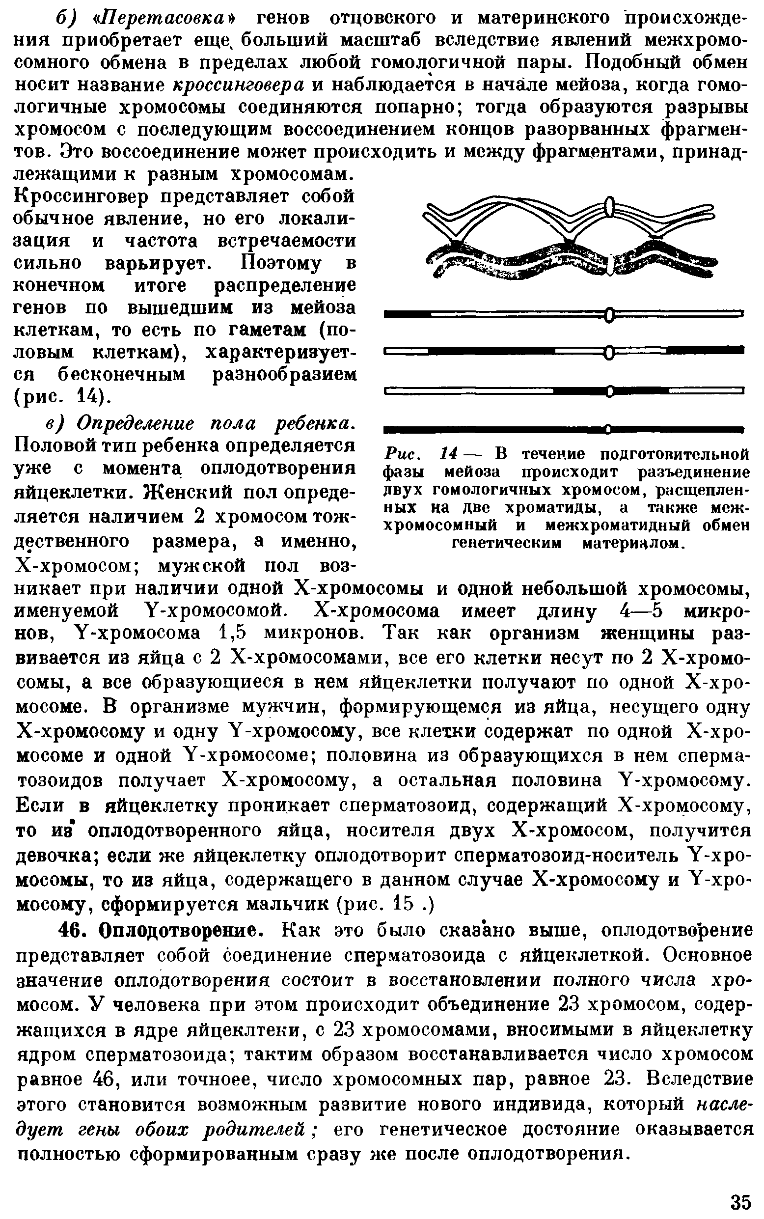 Рис. 14 — В течение подготовительной фазы мейоза происходит разъединение двух гомологичных хромосом, расщепленных на две хроматиды, а также межхромосомный и межхроматидный обмен генетическим материалом.