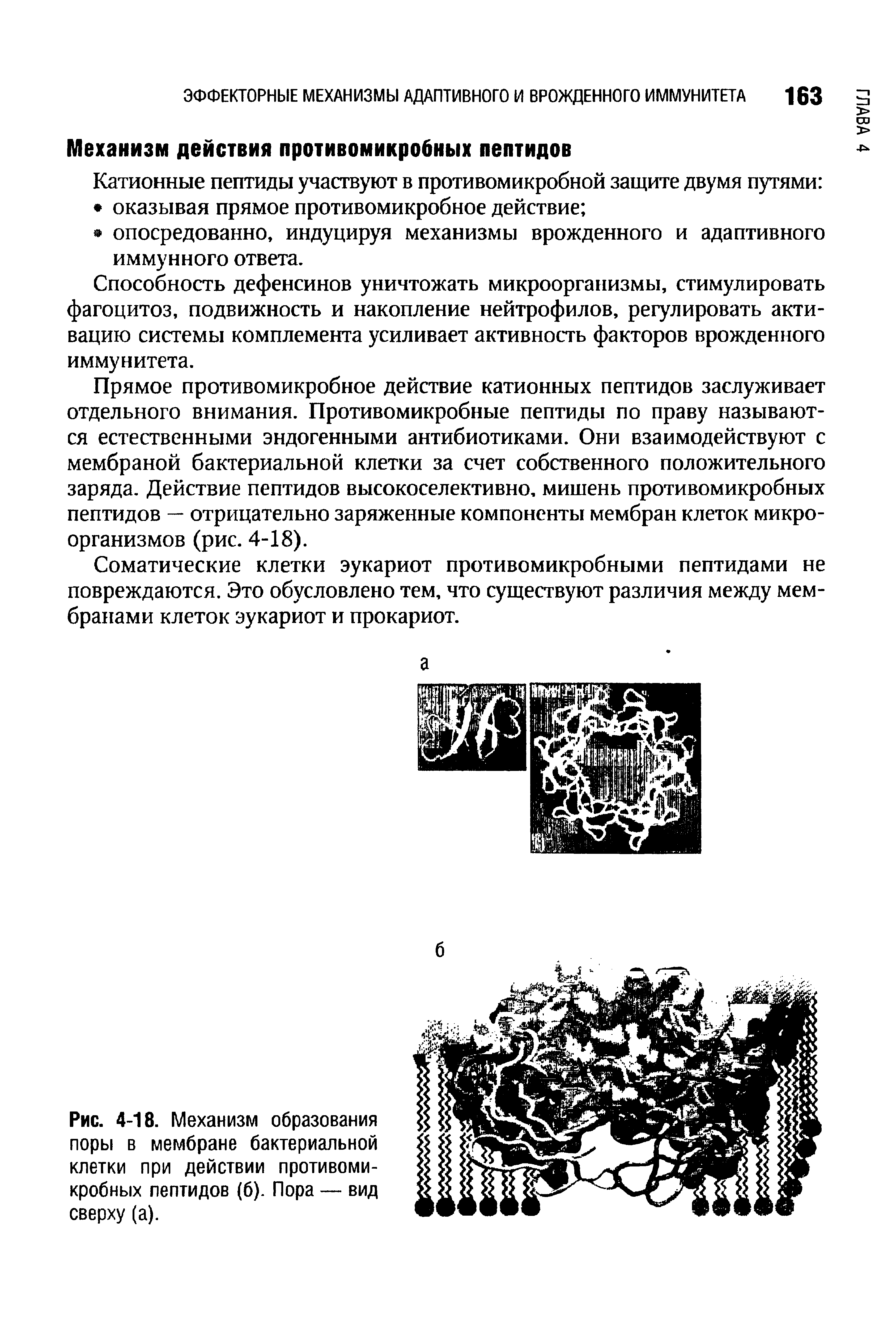 Рис. 4-18. Механизм образования поры в мембране бактериальной клетки при действии противомикробных пептидов (б). Пора — вид сверху (а).