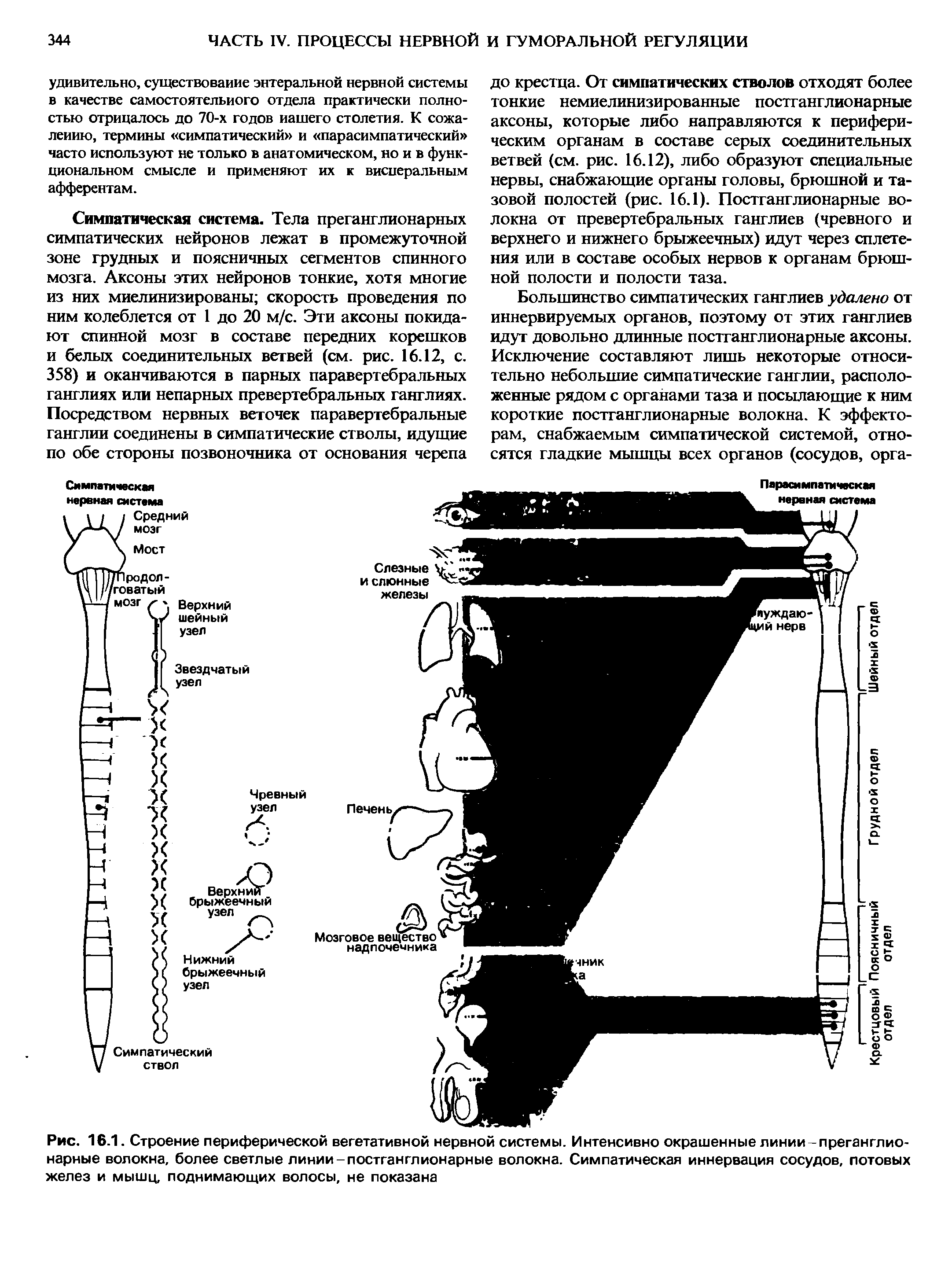 Рис. 16.1. Строение периферической вегетативной нервной системы. Интенсивно окрашенные линии -преганглио-нарные волокна, более светлые линии-постганглионарные волокна. Симпатическая иннервация сосудов, потовых желез и мышц, поднимающих волосы, не показана...