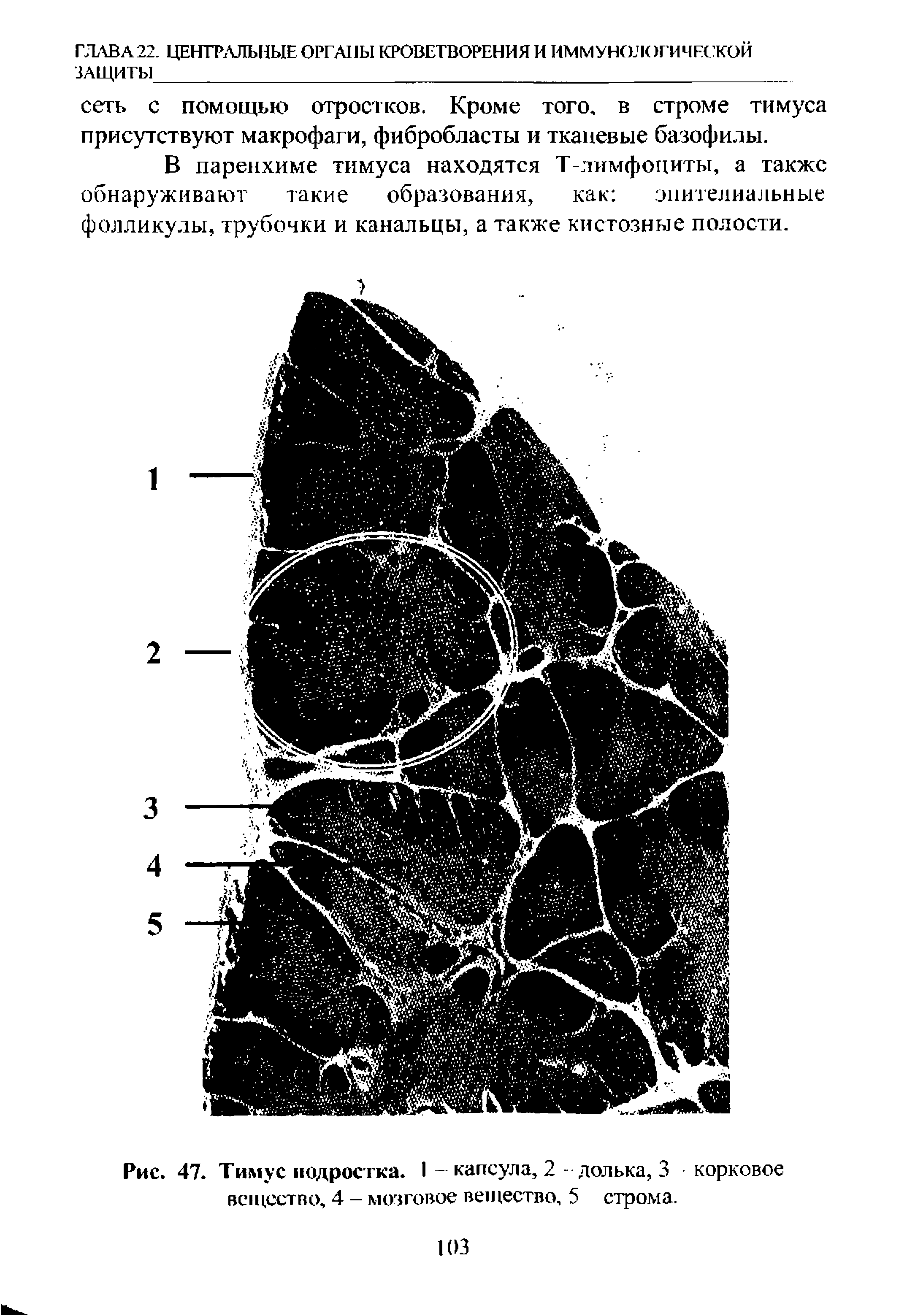 Рис. 47. Тимус подростка. I - капсула, 2 - долька, 3 корковое вещество, 4 - мозговое вещество, 5 строма.