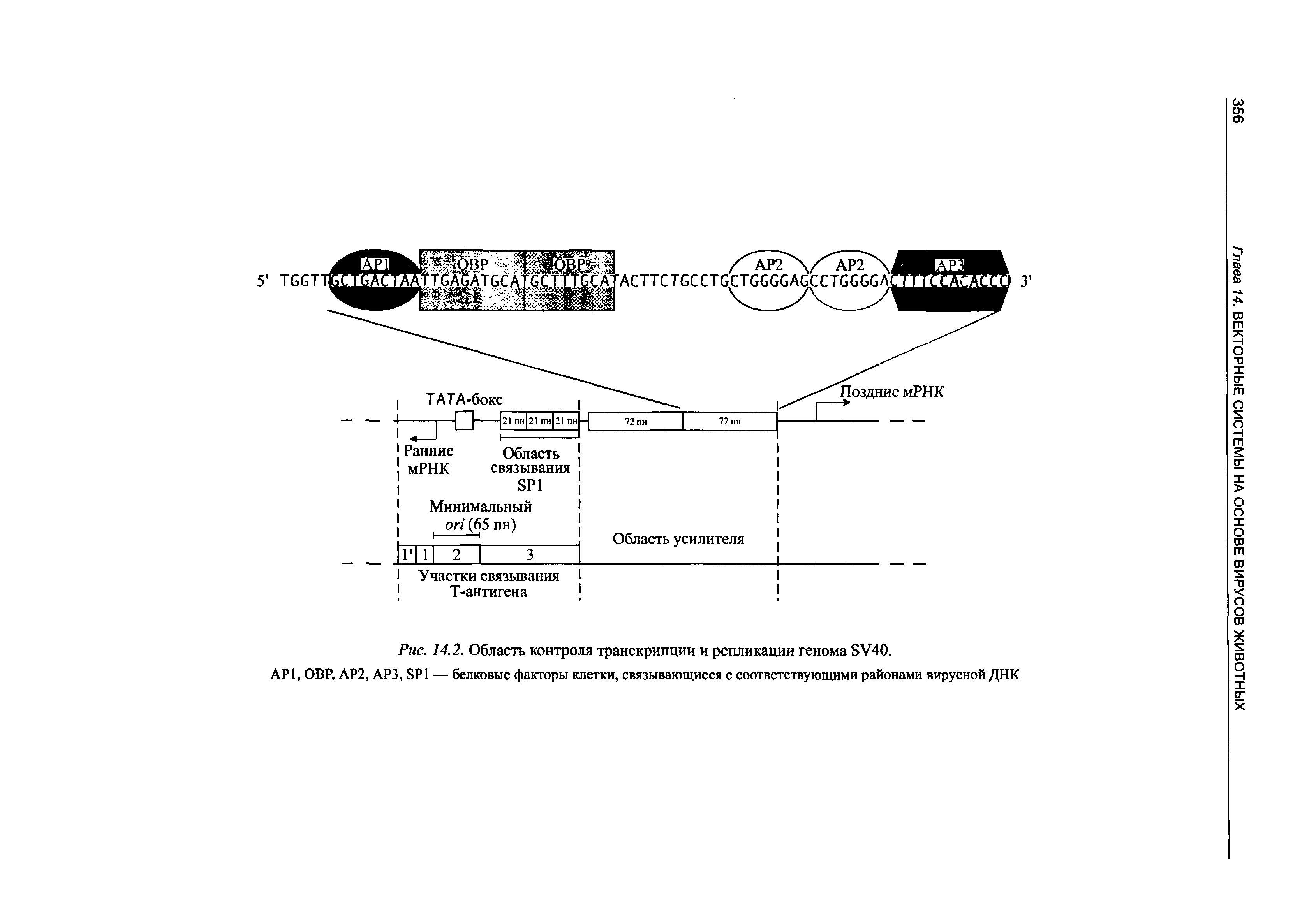 Рис. 14.2. Область контроля транскрипции и репликации генома SV40.