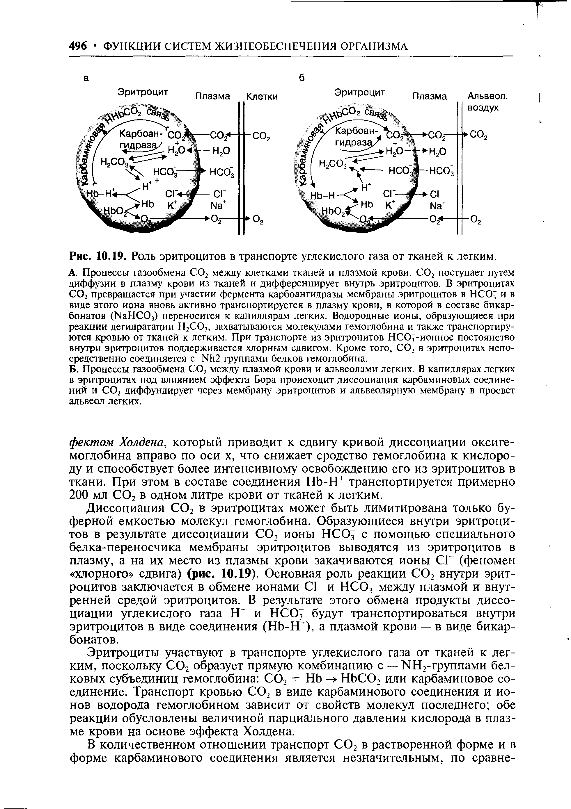 Рис. 10.19. Роль эритроцитов в транспорте углекислого газа от тканей к легким.