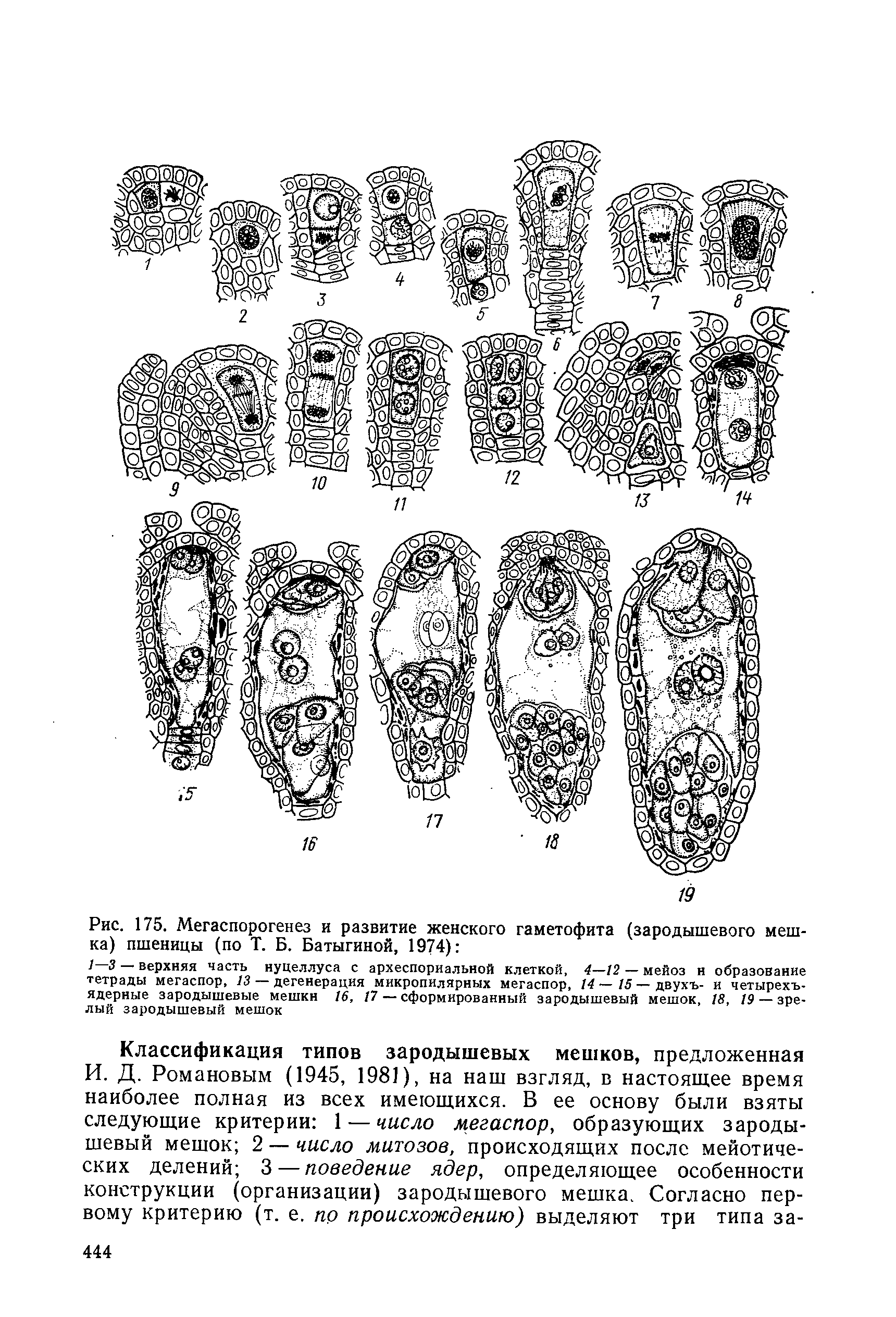 Рис. 175. Мегаспорогенез и развитие женского гаметофита (зародышевого мешка) пшеницы (по Т. Б. Батыгиной, 1974) ...