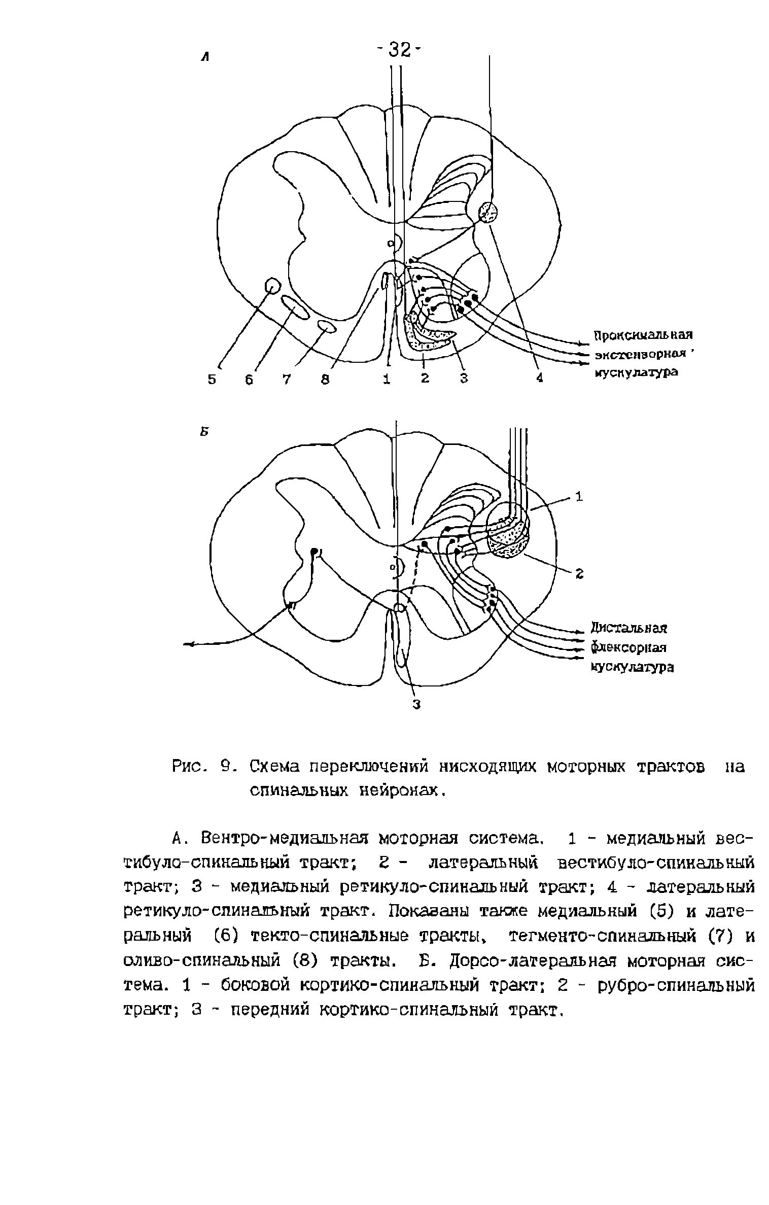 Рис. 9. Схема переключений нисходящих моторных трактов на спинальных нейронах.