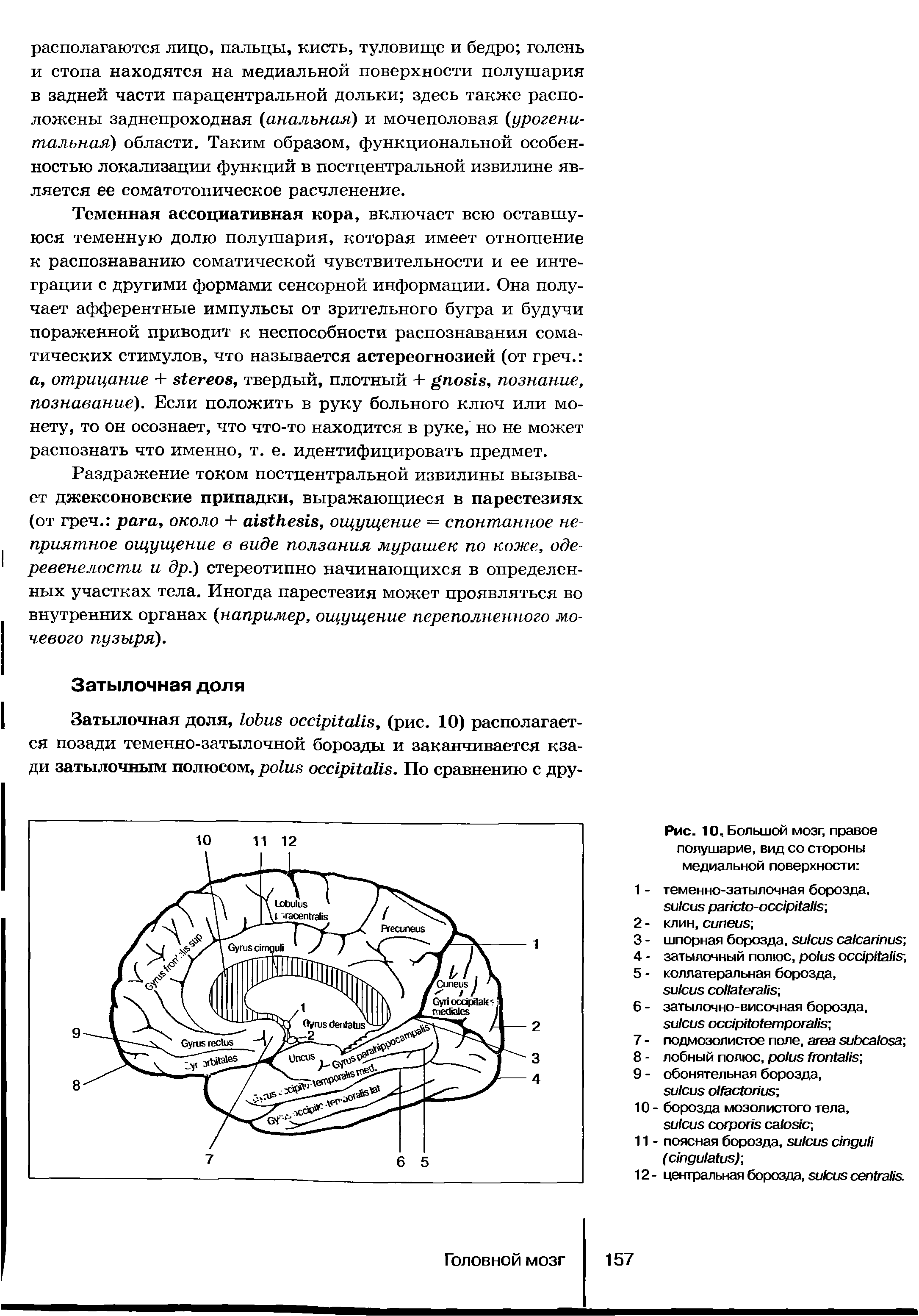 Рис. 10, Большой мозг, правое полушарие, вид со стороны медиальной поверхности теменно-затылочная борозда, - ...