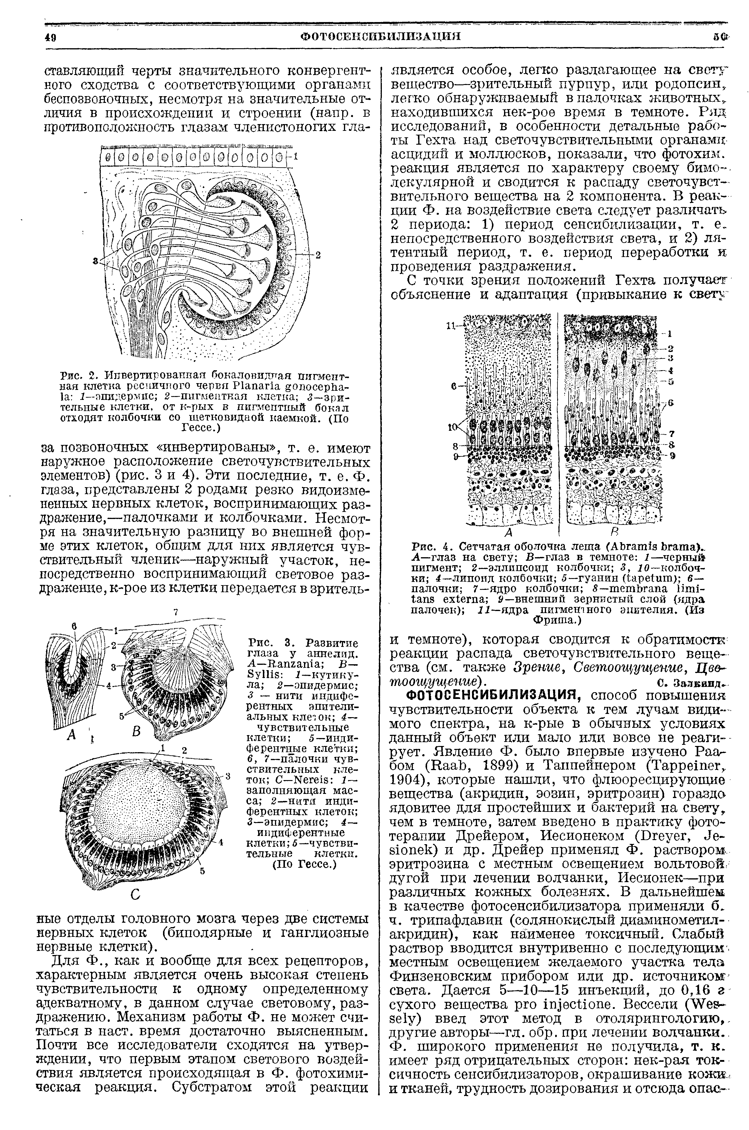 Рис. 2. Инвертированная бокаловидная пигментная клетка ресничного червя Р1апаг1а йОпосерЬа-1а 1—эпидермис 2—пигментная клетка 3—зрительные клетки, от к-рых в пигмептпый бокал отходят колбочки со шетковидной каемкой. (По Гессе.)...