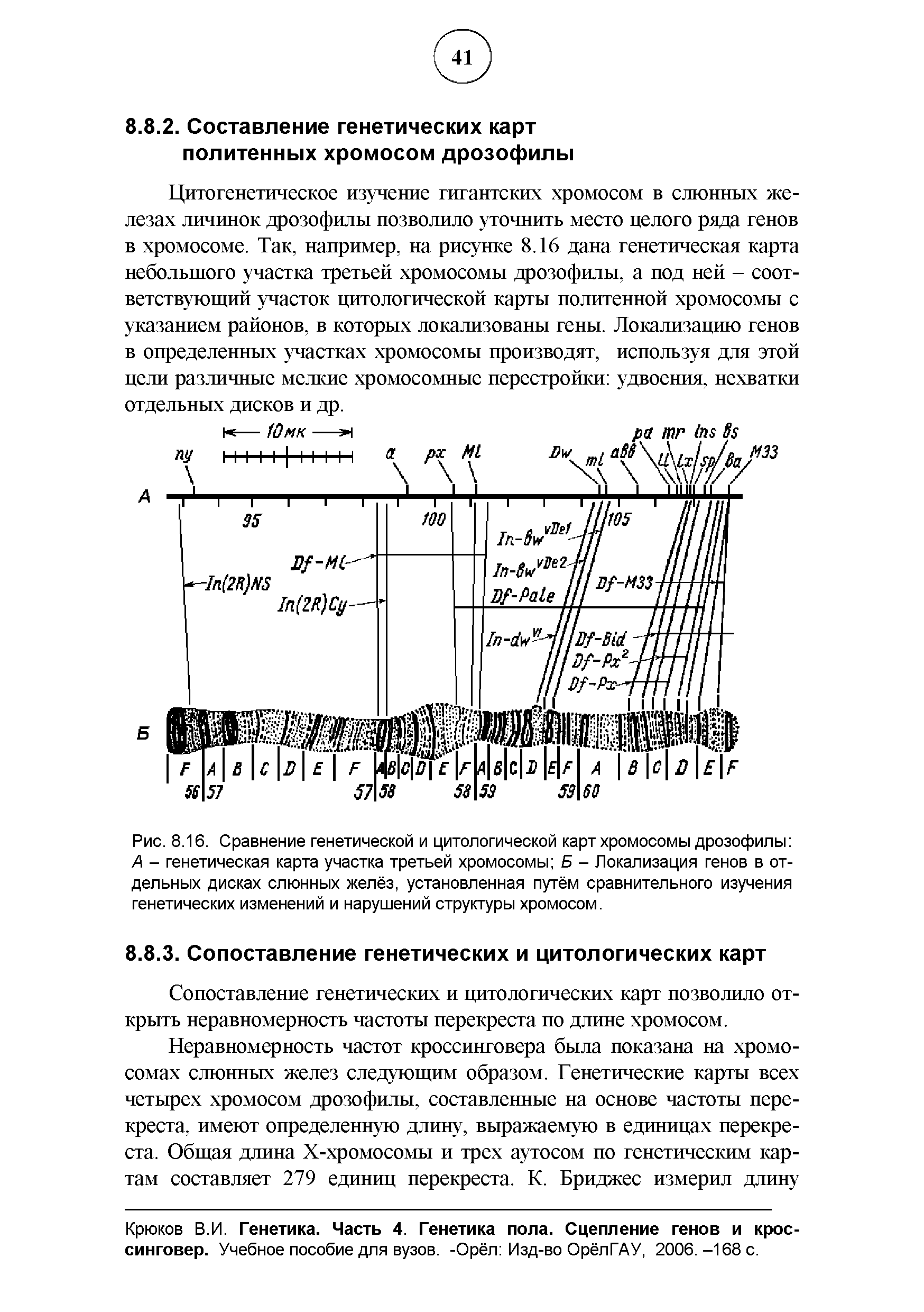 Генетическая карта дрозофилы